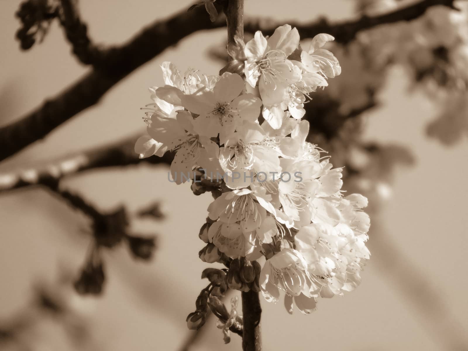 Liguria, Italy – 06/24/2020: Beautiful caption of the cherry tree and other different fruit plants with first amazing winter flowers in the village and an incredible blue sky in the background.