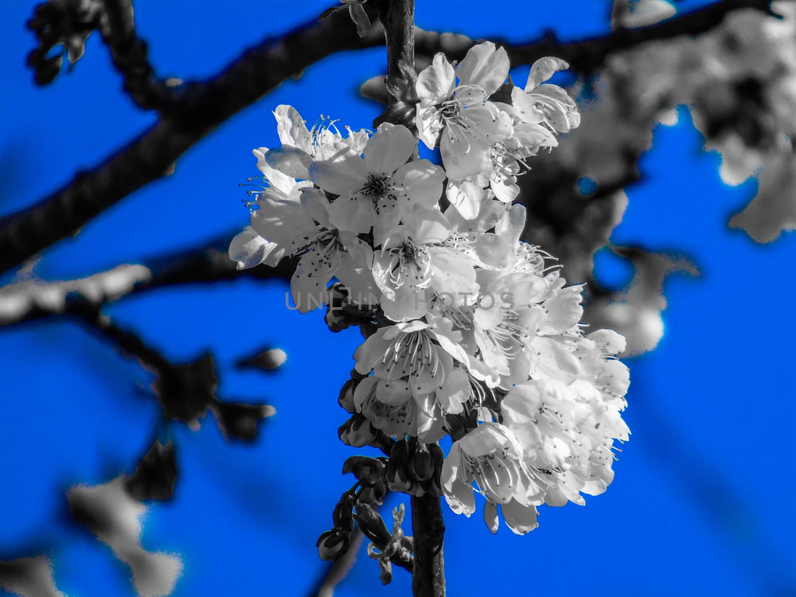 Liguria, Italy – 06/24/2020: Beautiful caption of the cherry tree and other different fruit plants with first amazing winter flowers in the village and an incredible blue sky in the background.