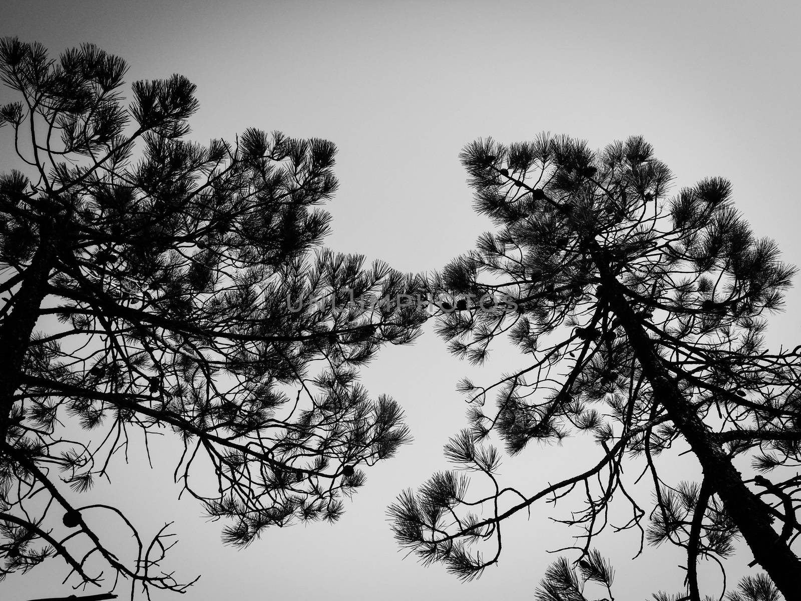 Flowers and Trees by yohananegusse