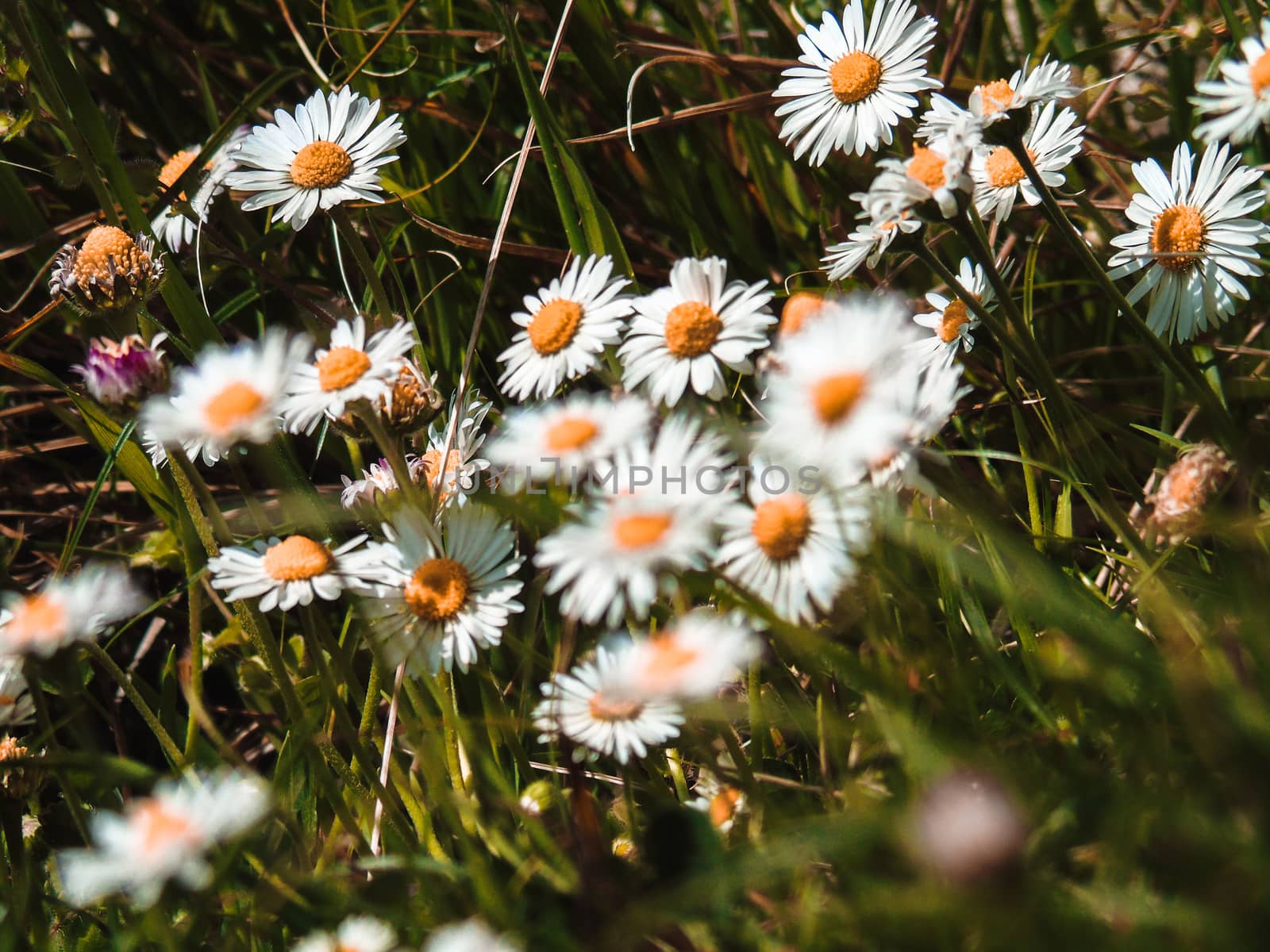 Flowers and Trees by yohananegusse