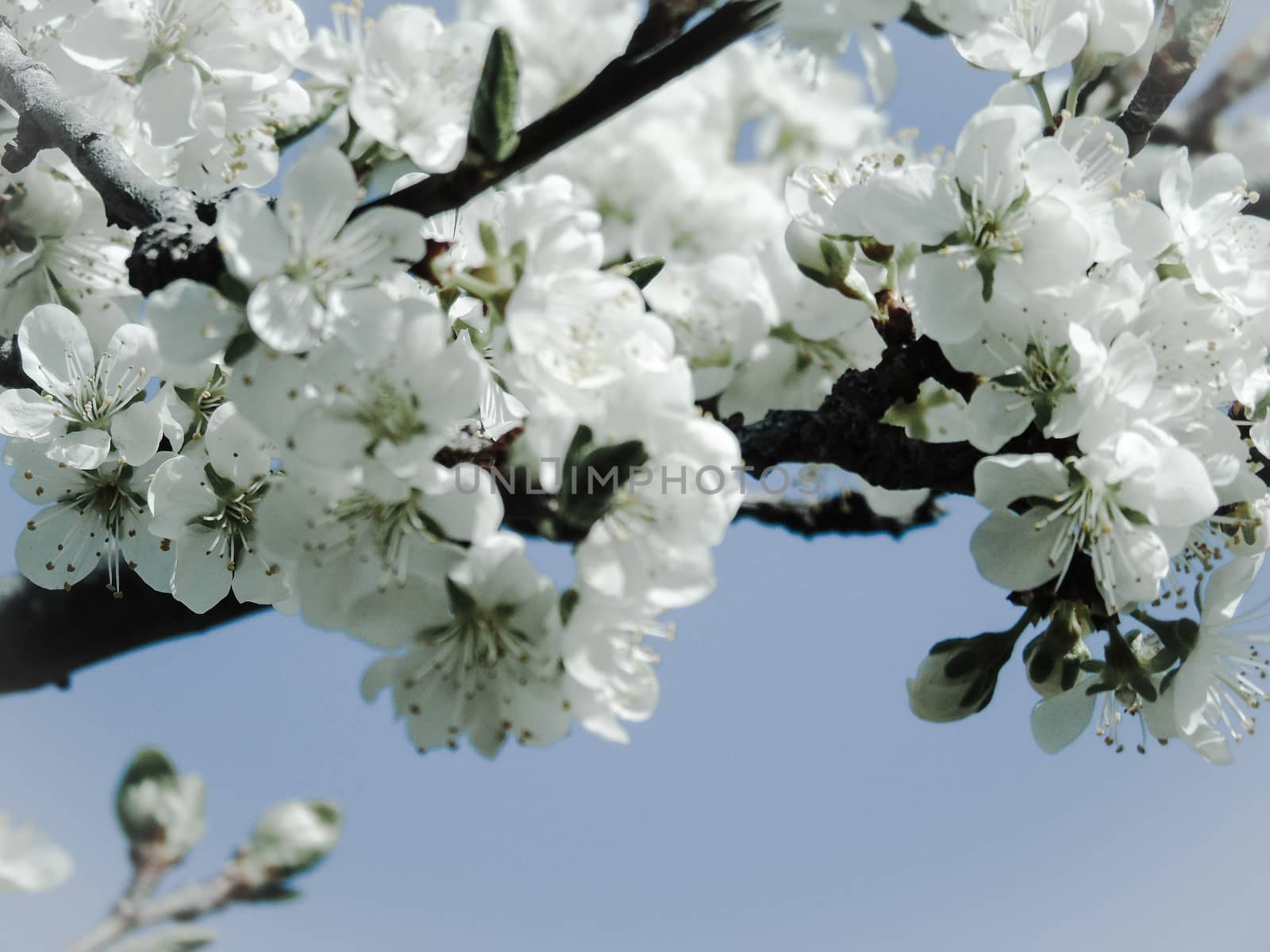 Liguria, Italy – 06/24/2020: Beautiful caption of the cherry tree and other different fruit plants with first amazing winter flowers in the village and an incredible blue sky in the background.