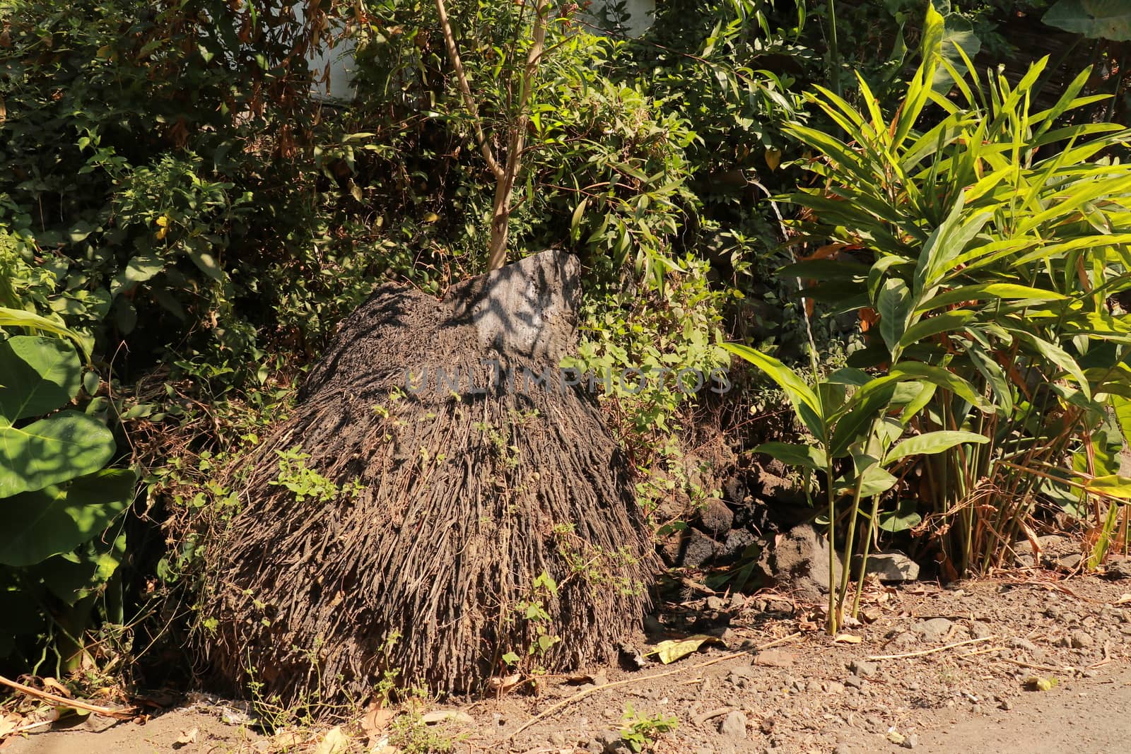 Unbridled tropical vegetation on a tropical island. Abstract art of nature. Root textured Coconut tree or Cocos nucifera L. This is a root with brown.