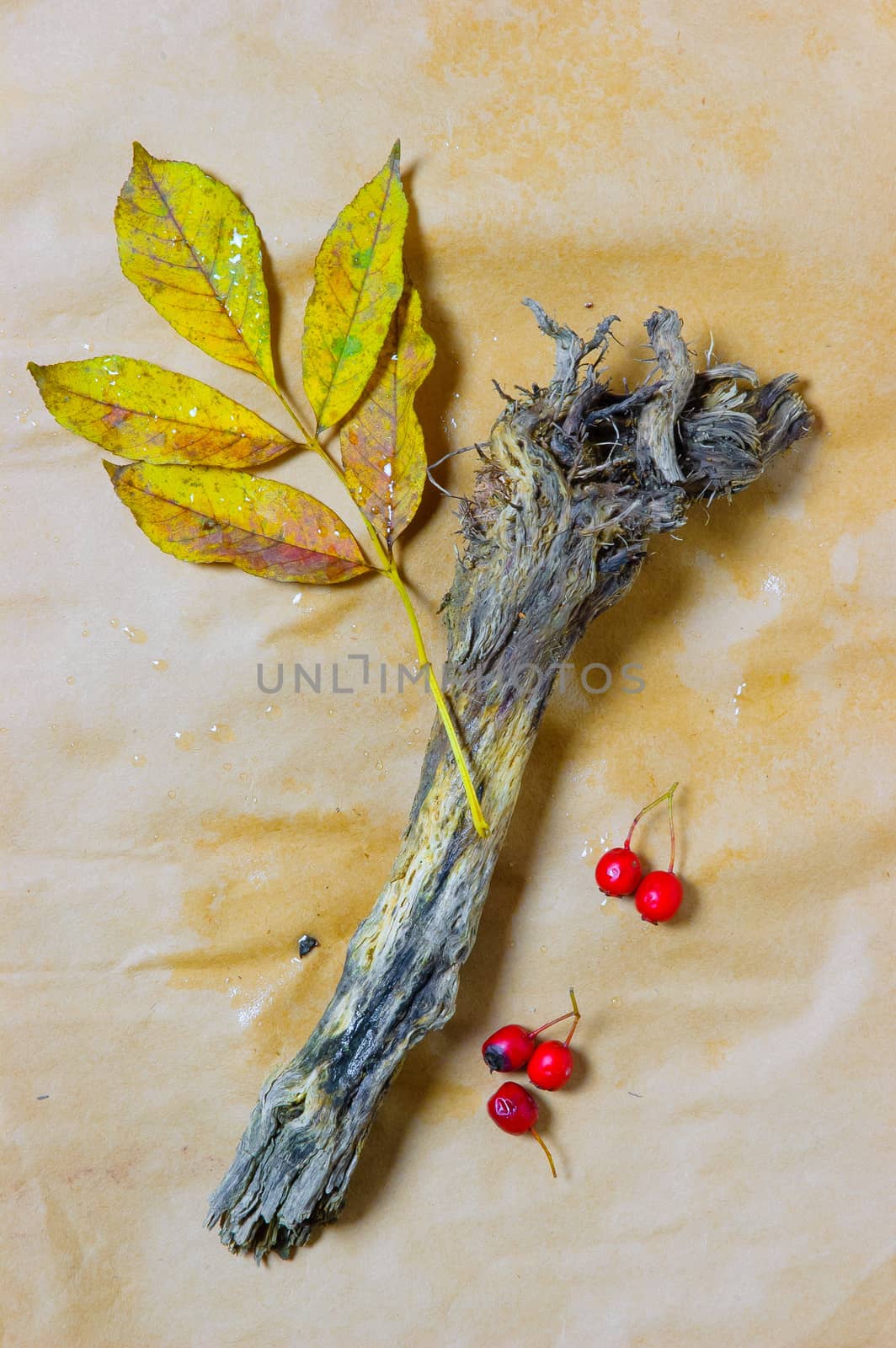 Yellow leaf, old branch and little red rosehip fruits