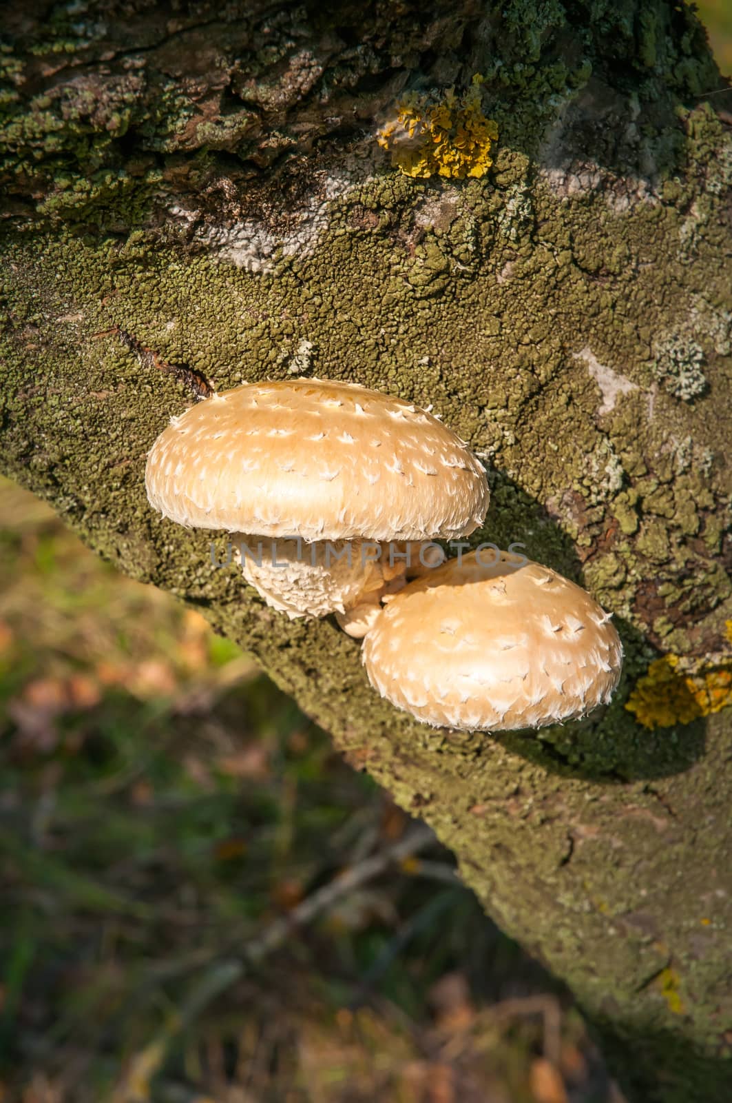 Mushroom on Tree Trunk by MaxalTamor