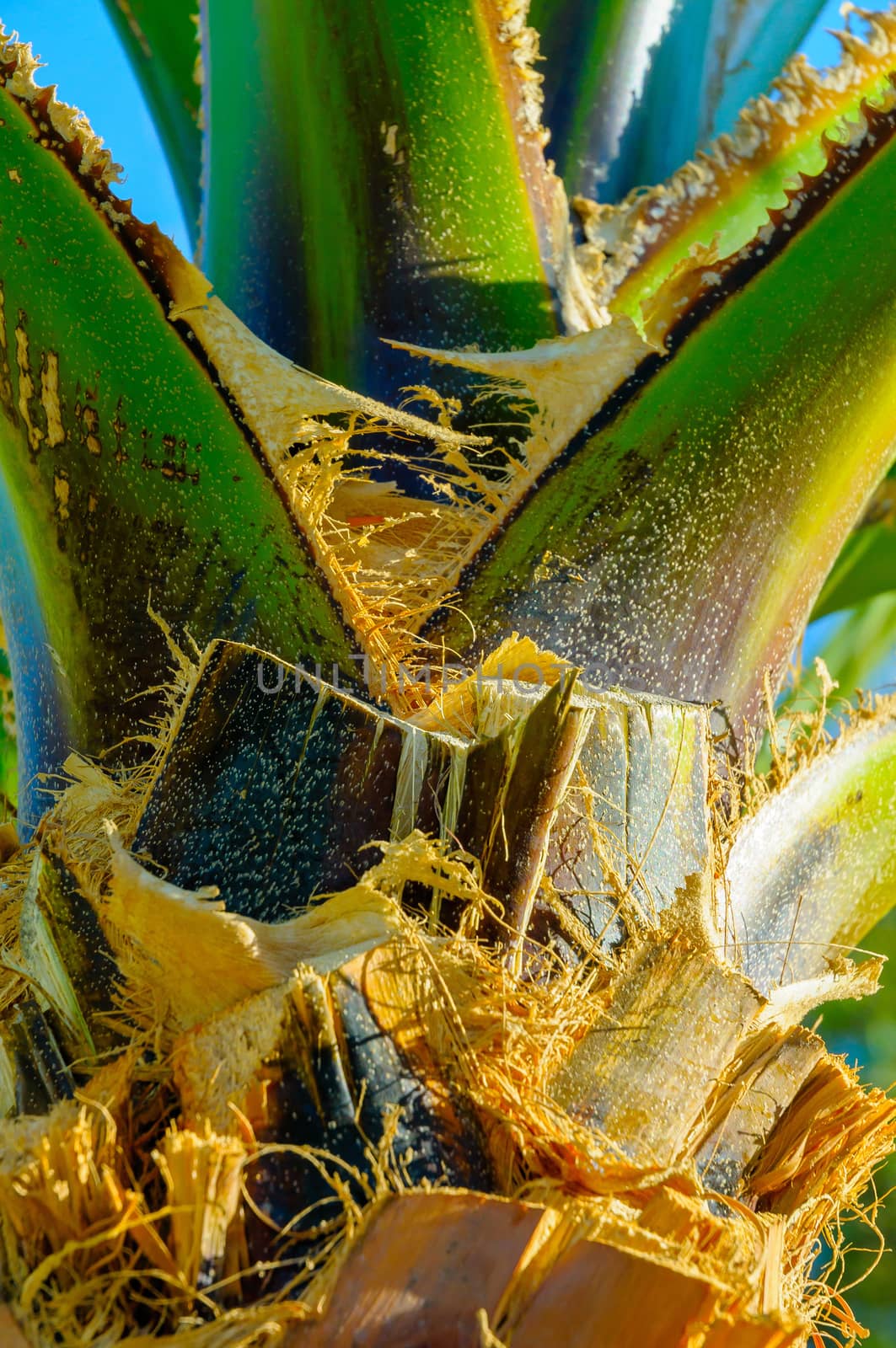 Detail of the texture of an exotic tropical palm tree