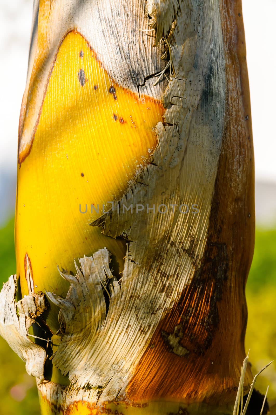 Detail of the texture of an exotic tropical palm tree