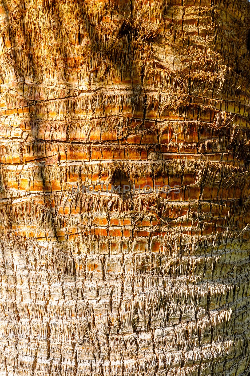 Detail of the texture of an exotic tropical palm tree