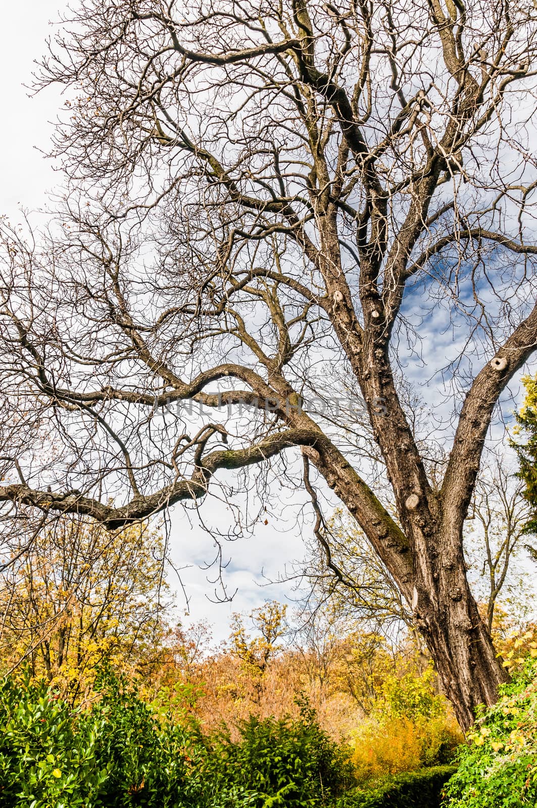 A nice dramatic tree without leaves in autumn