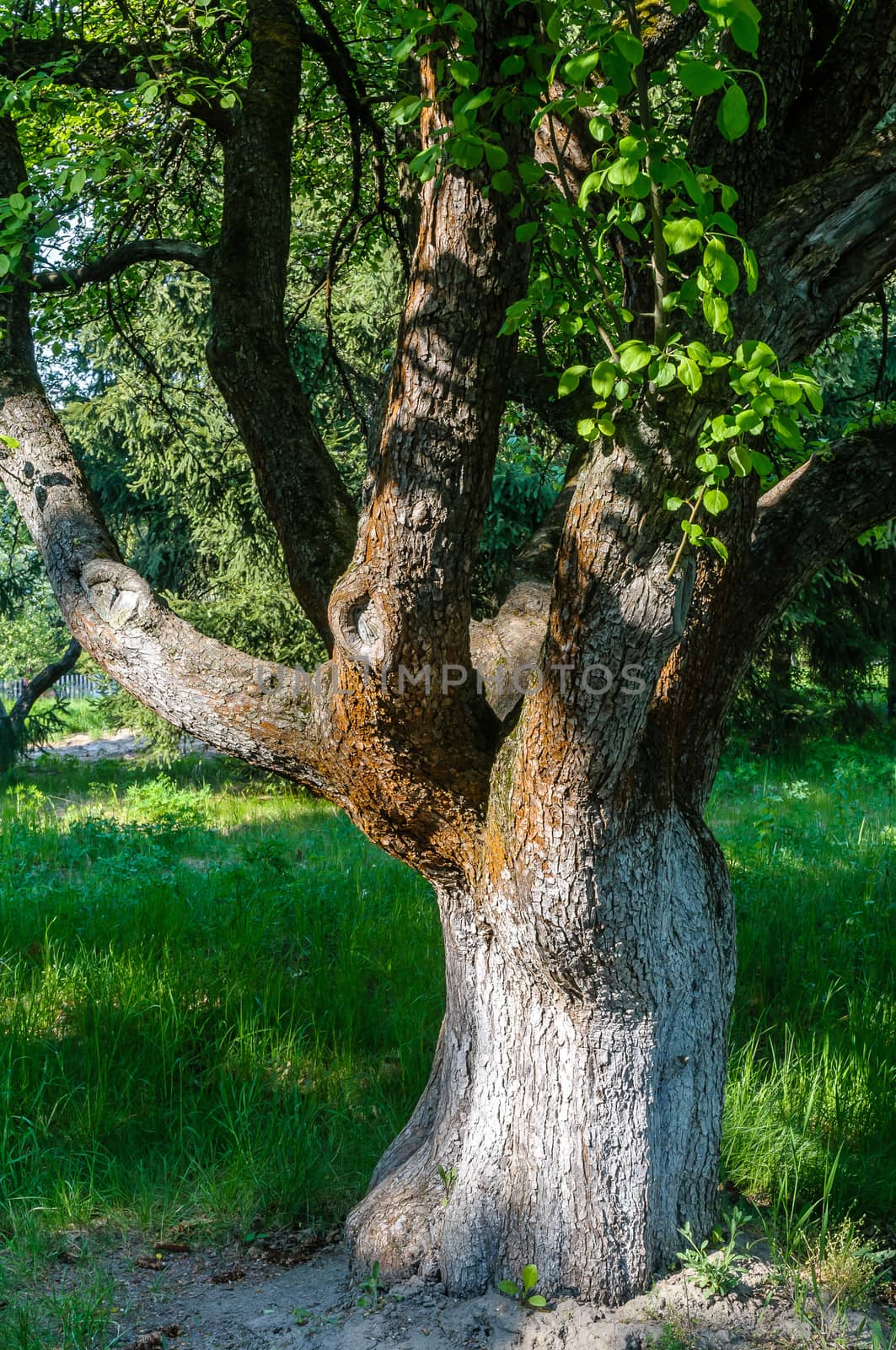 A nice big tree in a garden