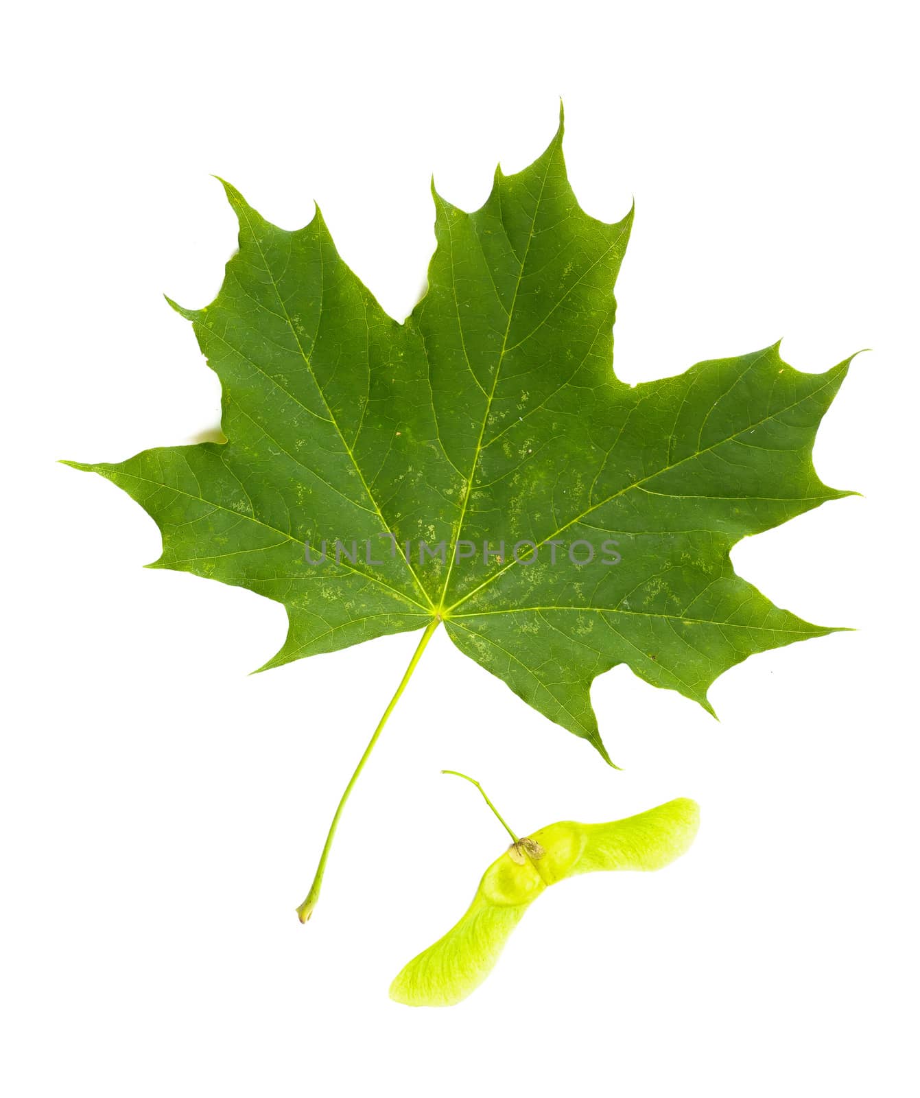 Green Maple tree (Acer Platanoides) leaf with Fruit (Samara), on white background