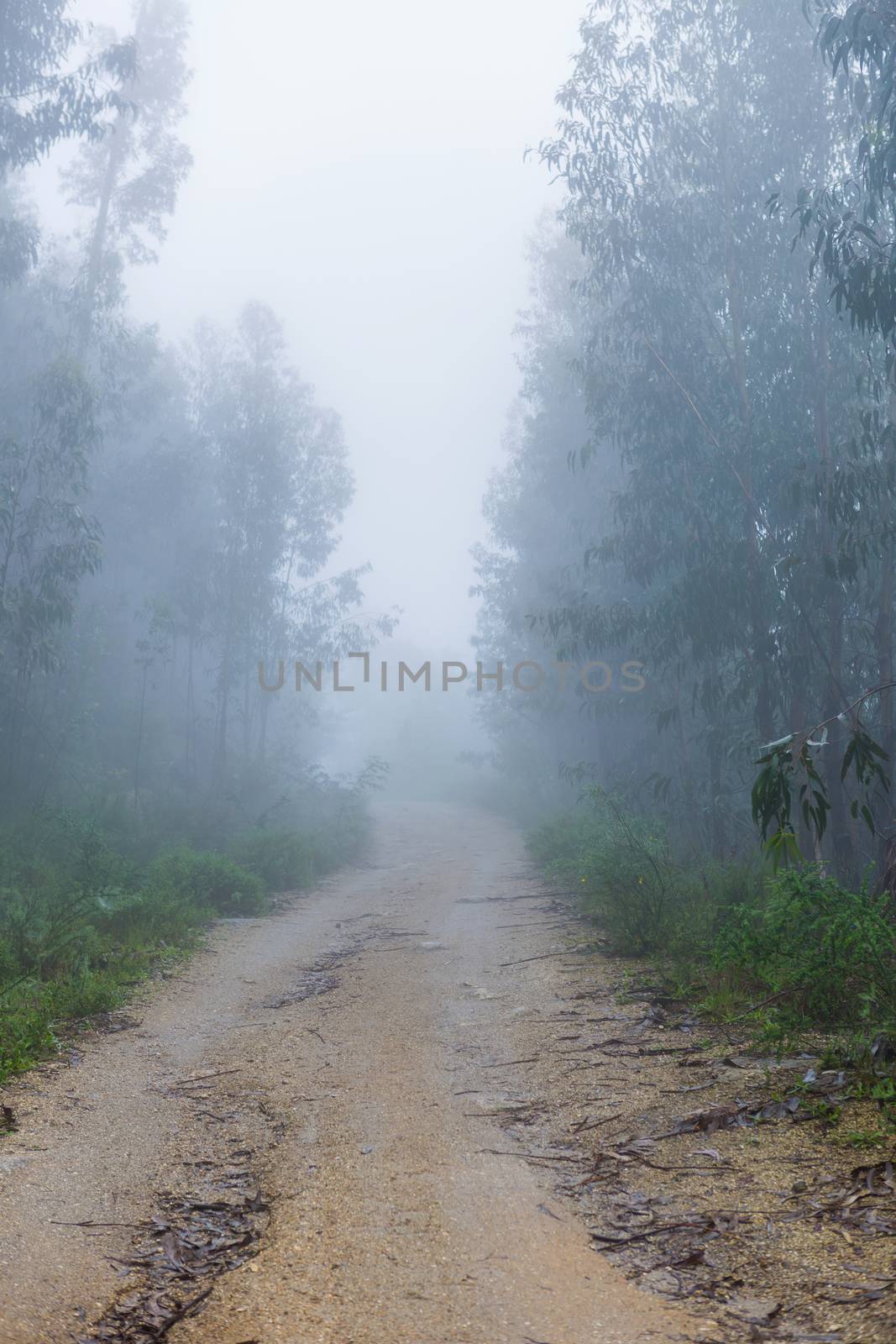 Fog in the forest at the portuguese national park, Geres, Portugal