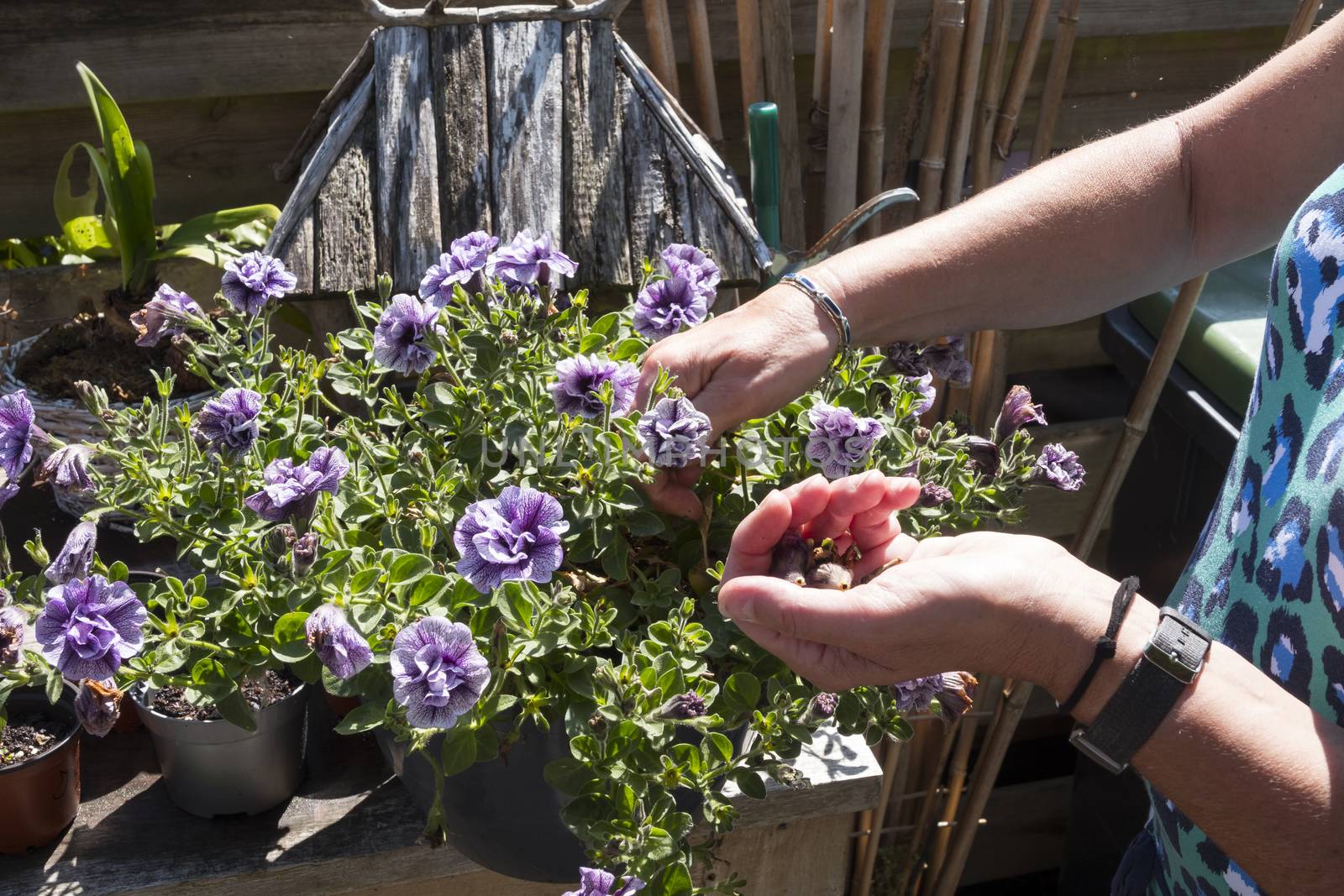 Petunia trailing,woman dead heading picking off dead flowers with her hands in a english garden full of flowers