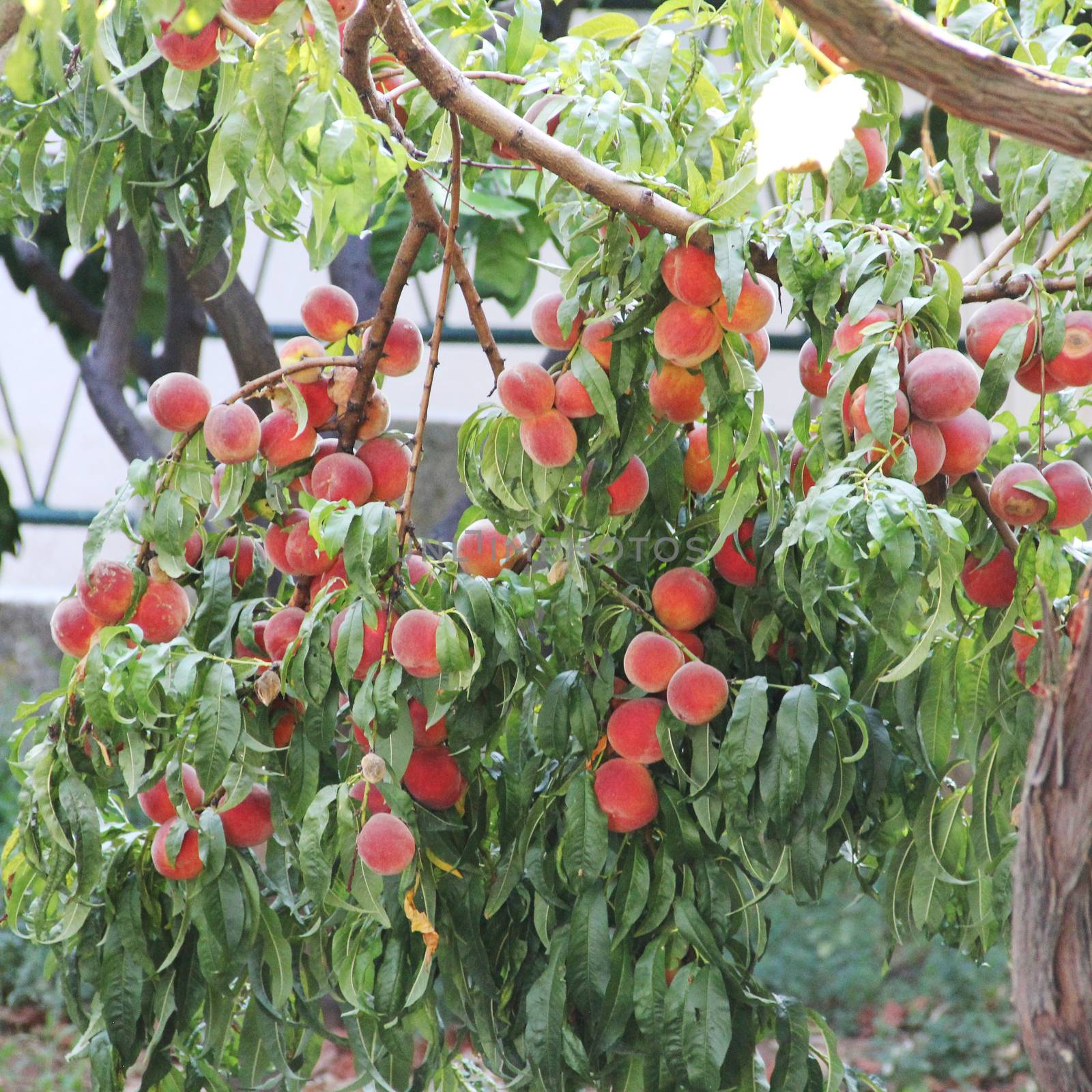 Many ripe peaches on tree agriculture gardening organic food