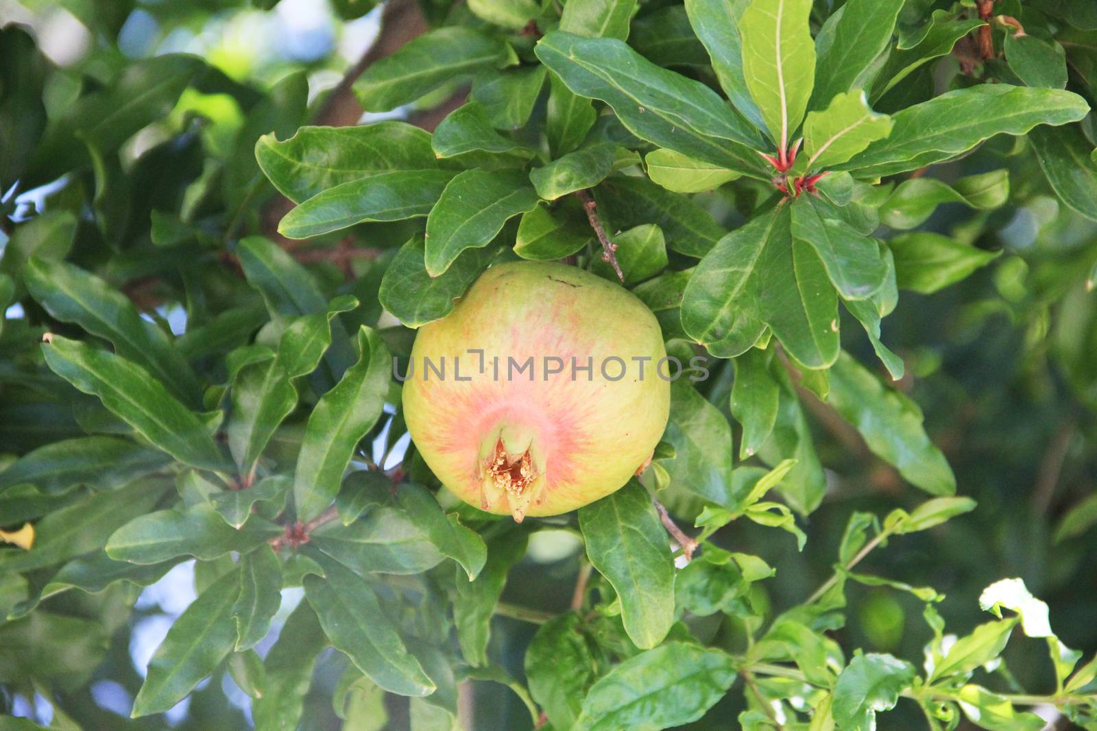 Pomegranate on tree in a farm by destillat