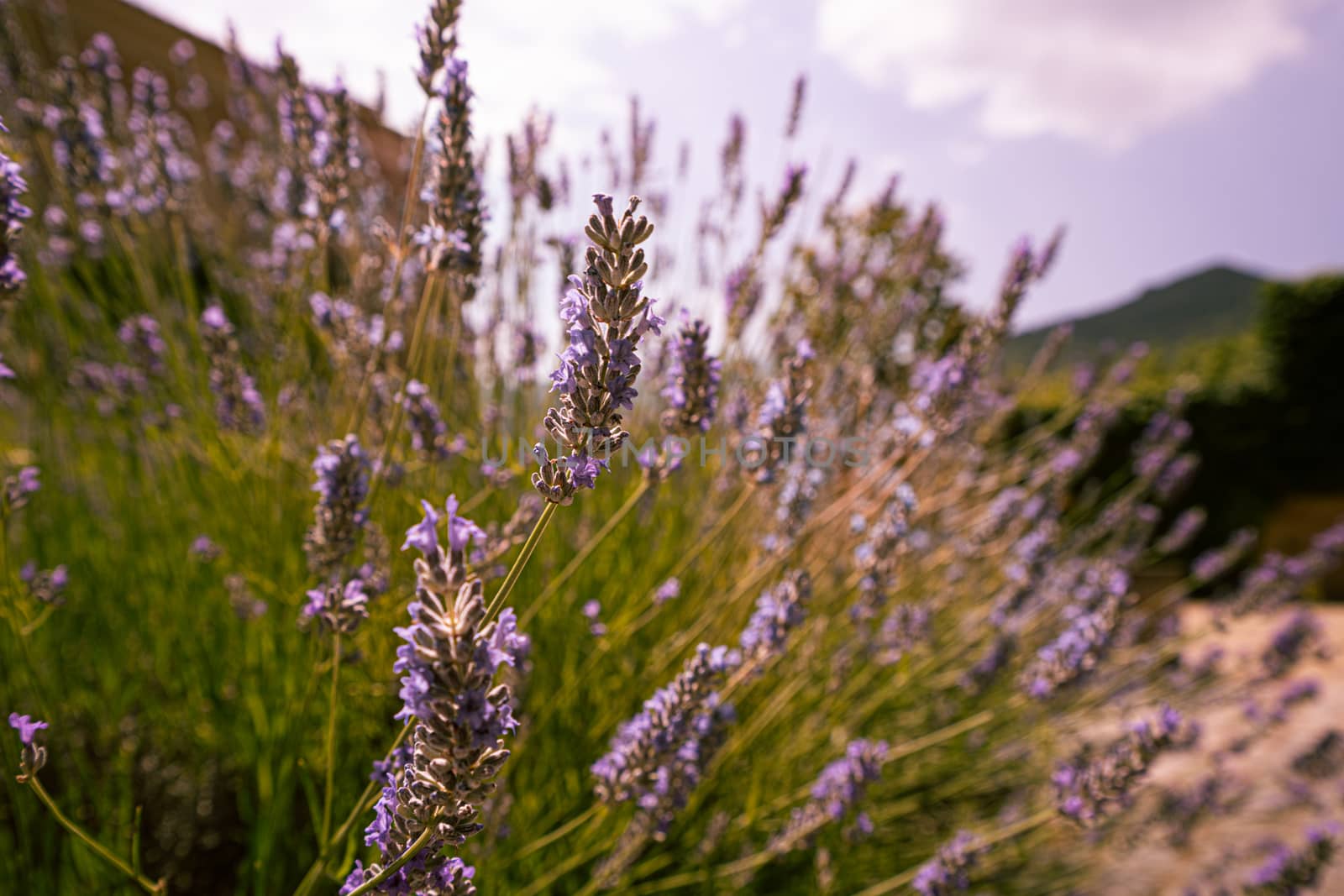 Close up background of lavender flowers field. Close up backgrounds of blooming.