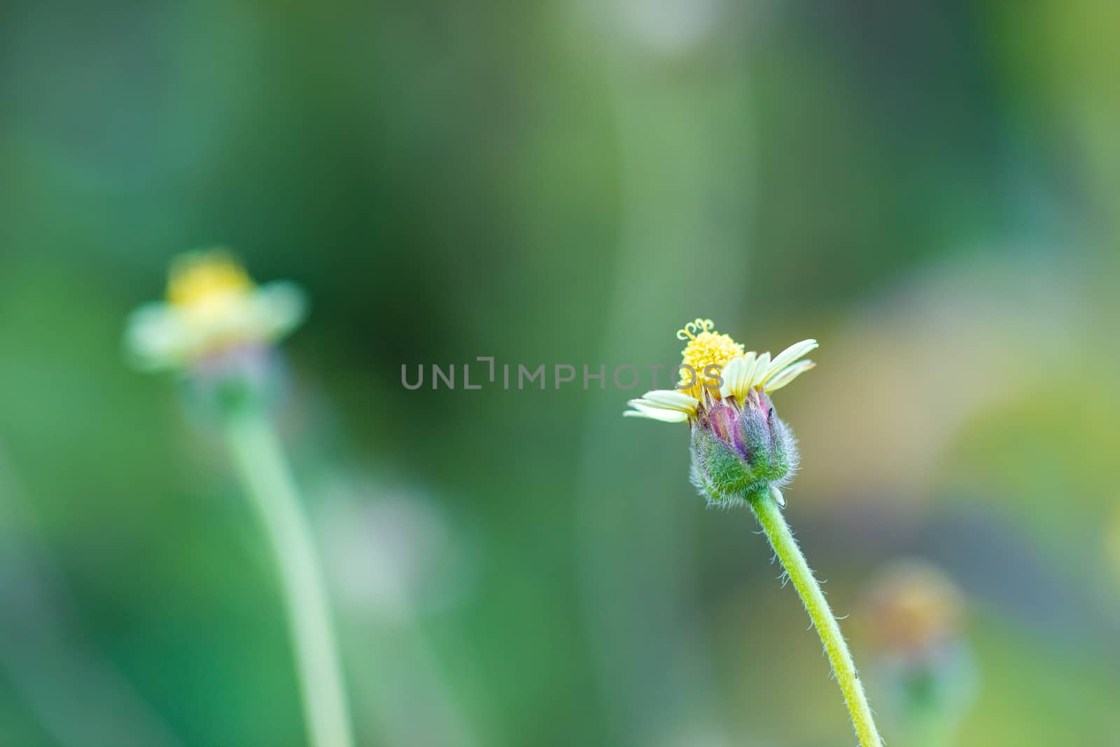 Flower of grass in green natural background at tropical forest. Vintage natural background. Closeup and copy space.