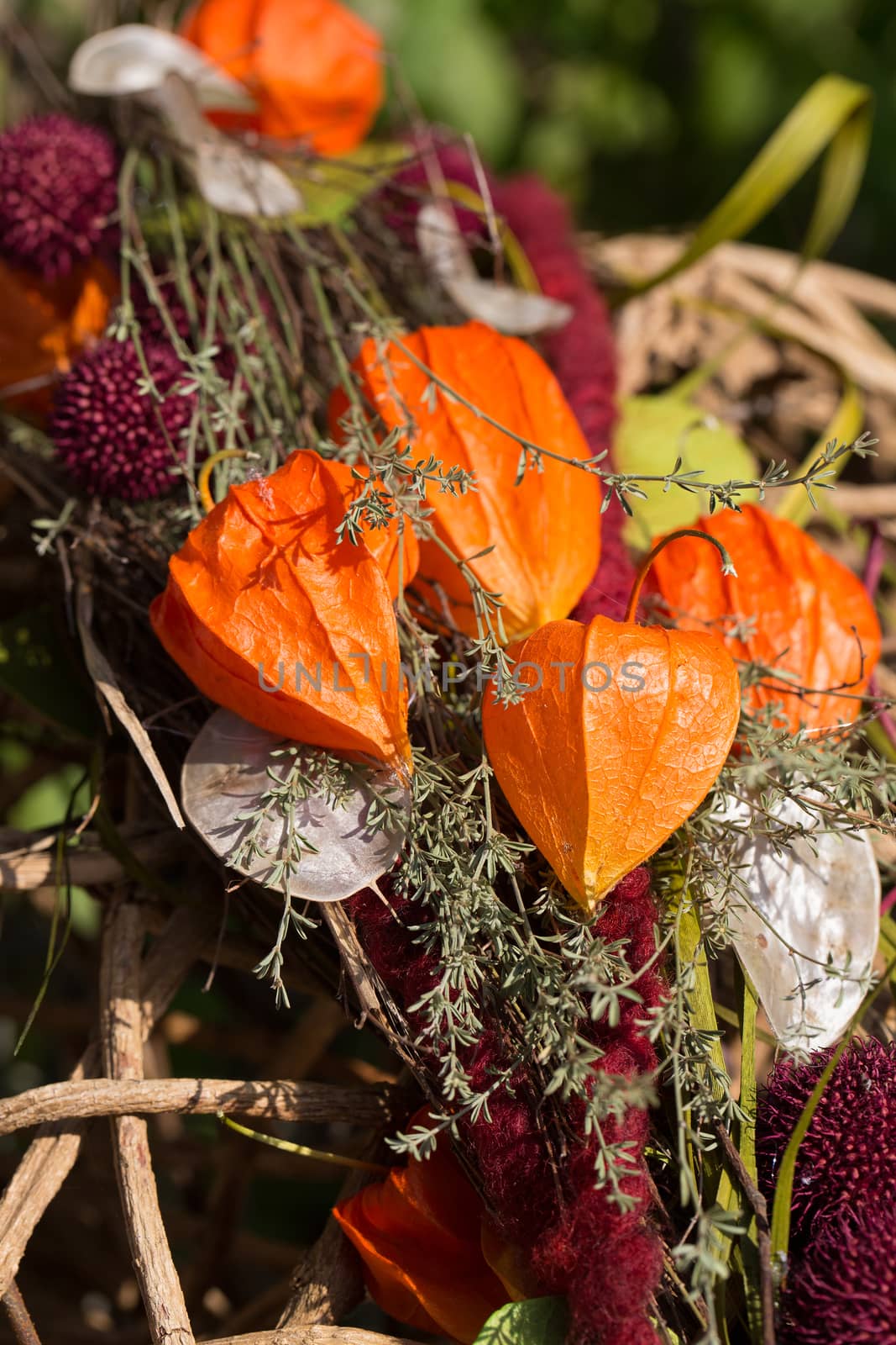 Autumnal decoration with Chinese lantern plant (Physalis alkekengi)