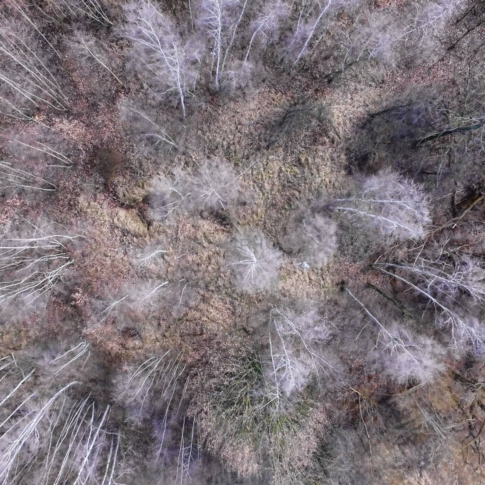 Abstract aerial photograph of leafless trees, taken vertically, distorted by geogif