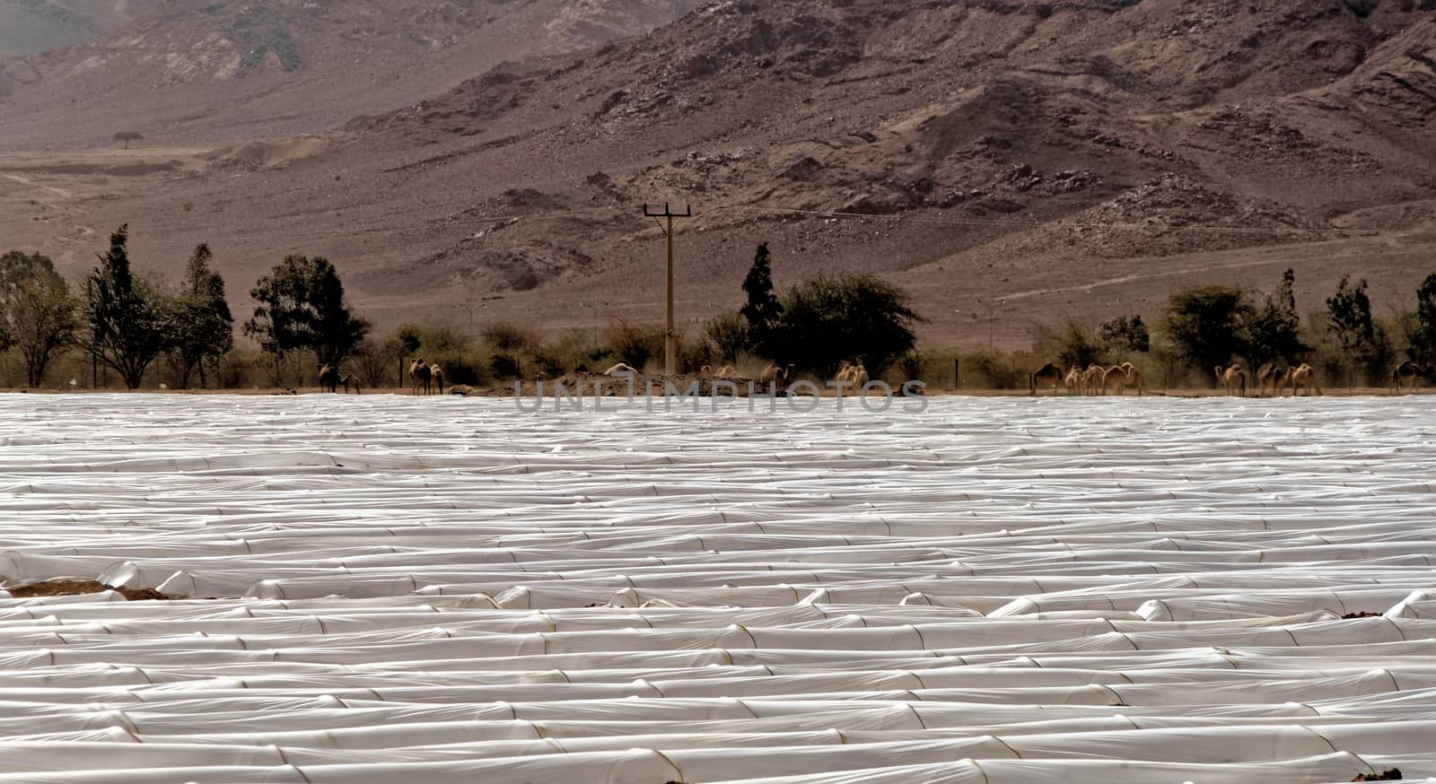 Tomatoes and aubergines grown under foil tunnels in the Jordan Desert by geogif