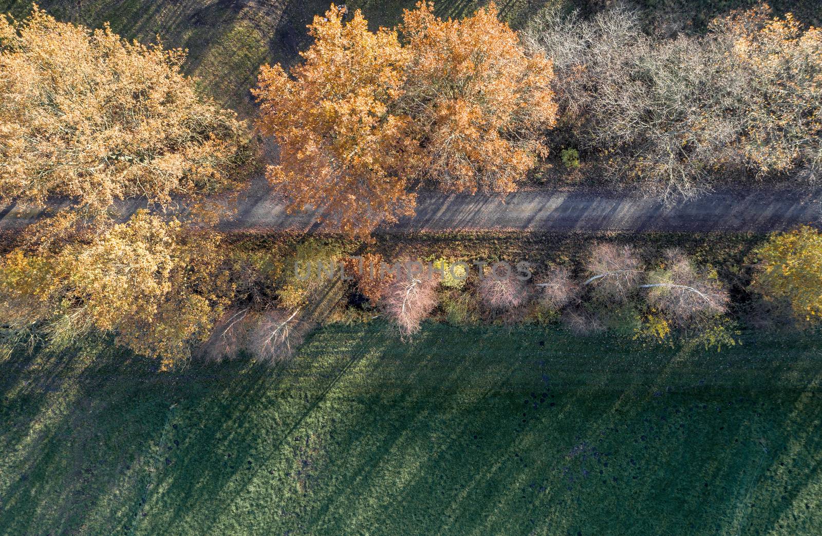 Abstract aerial photo of autumnal coloured trees, which are in a straight line next to a street at the edge of a meadow area, made with drone