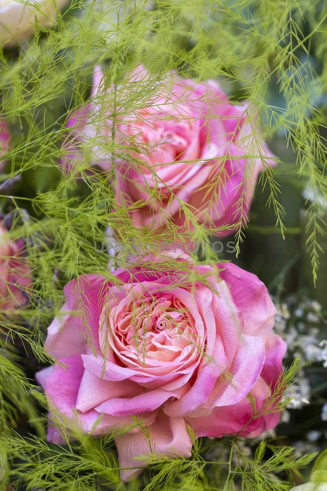 Pink artificial rose flower bloom in a beautiful bouquet by Kasparart