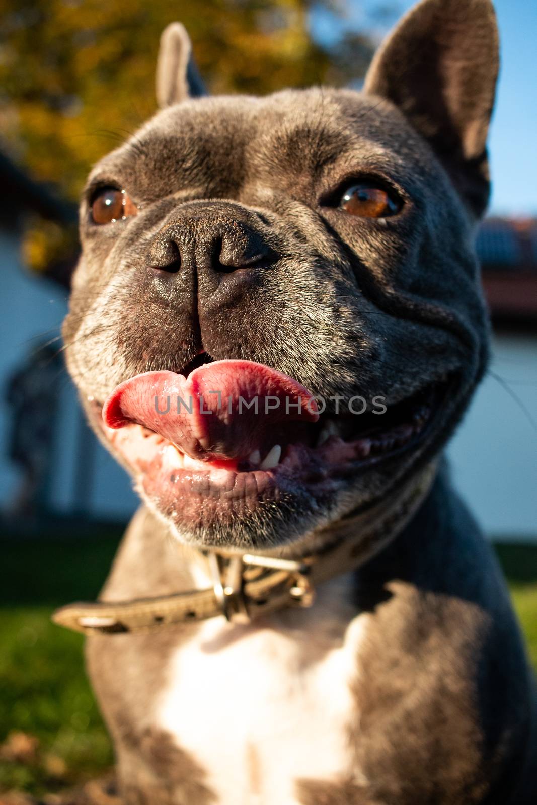 French bulldog puppy little dog grey garden  by timwit