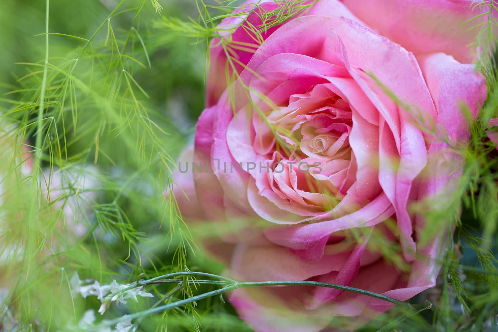 Perfect pink rose bloom