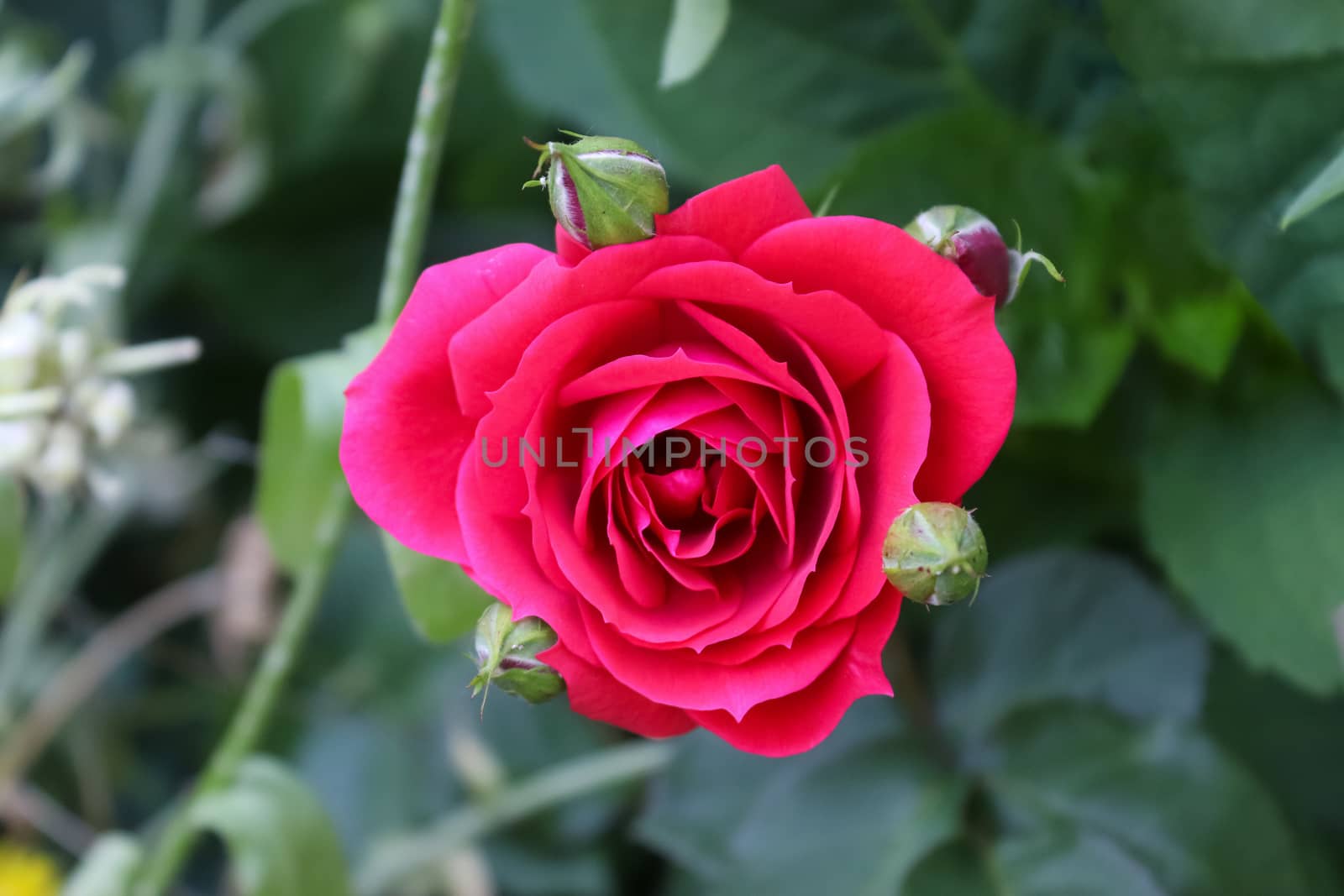 Top view of red and pink rose flower in a roses garden with a soft focus background.