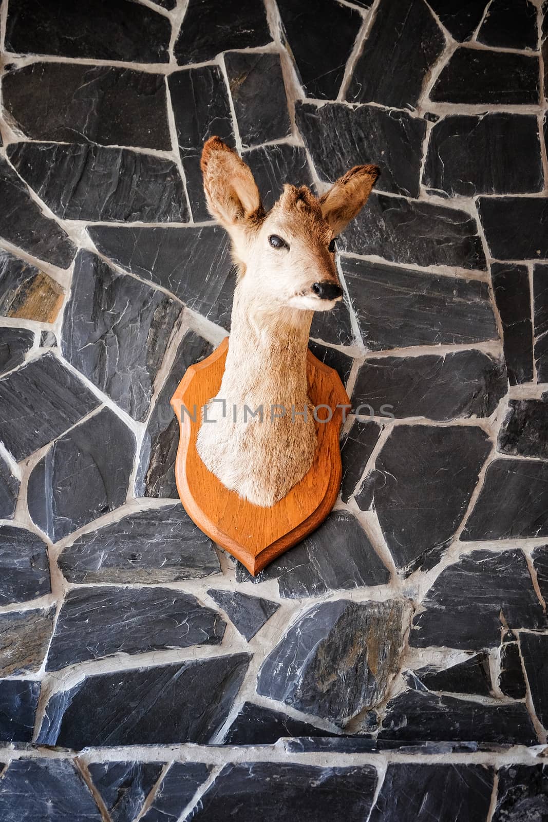 Little Head of a Deer hanging on a Wall
 by Surasak