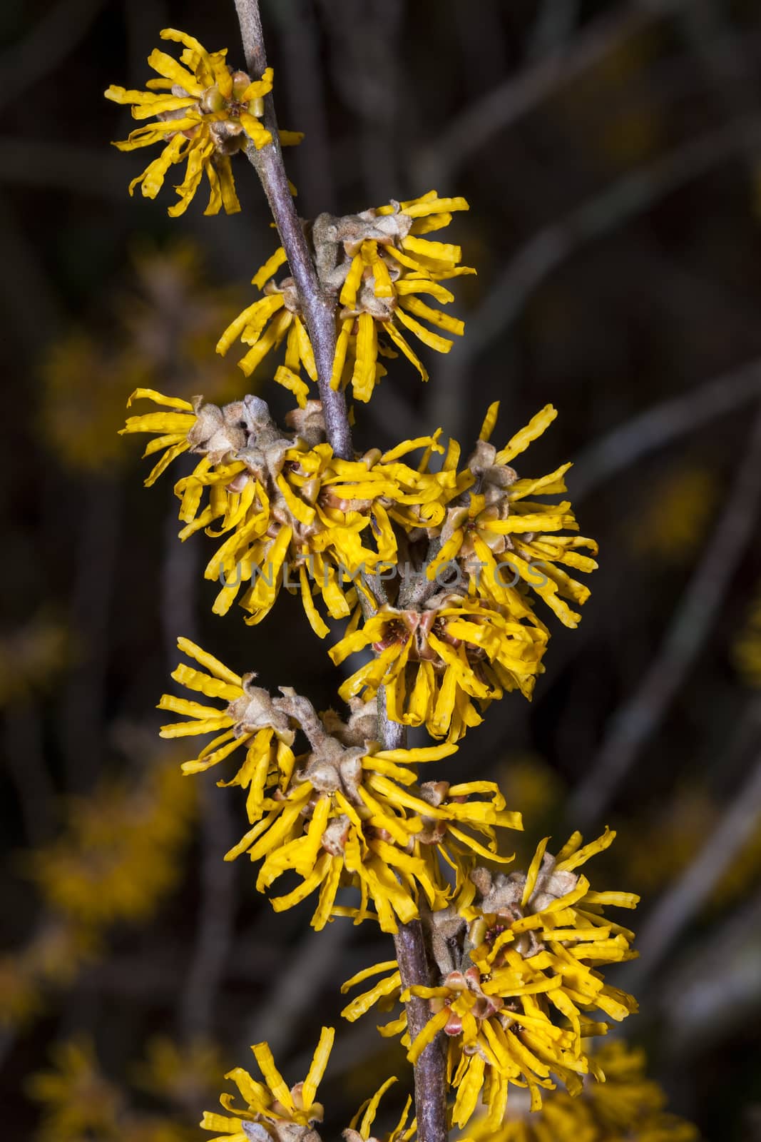 Hamamelis 'Brevipetala' (Witch Hazel) a yellow winter spring flowering shrub