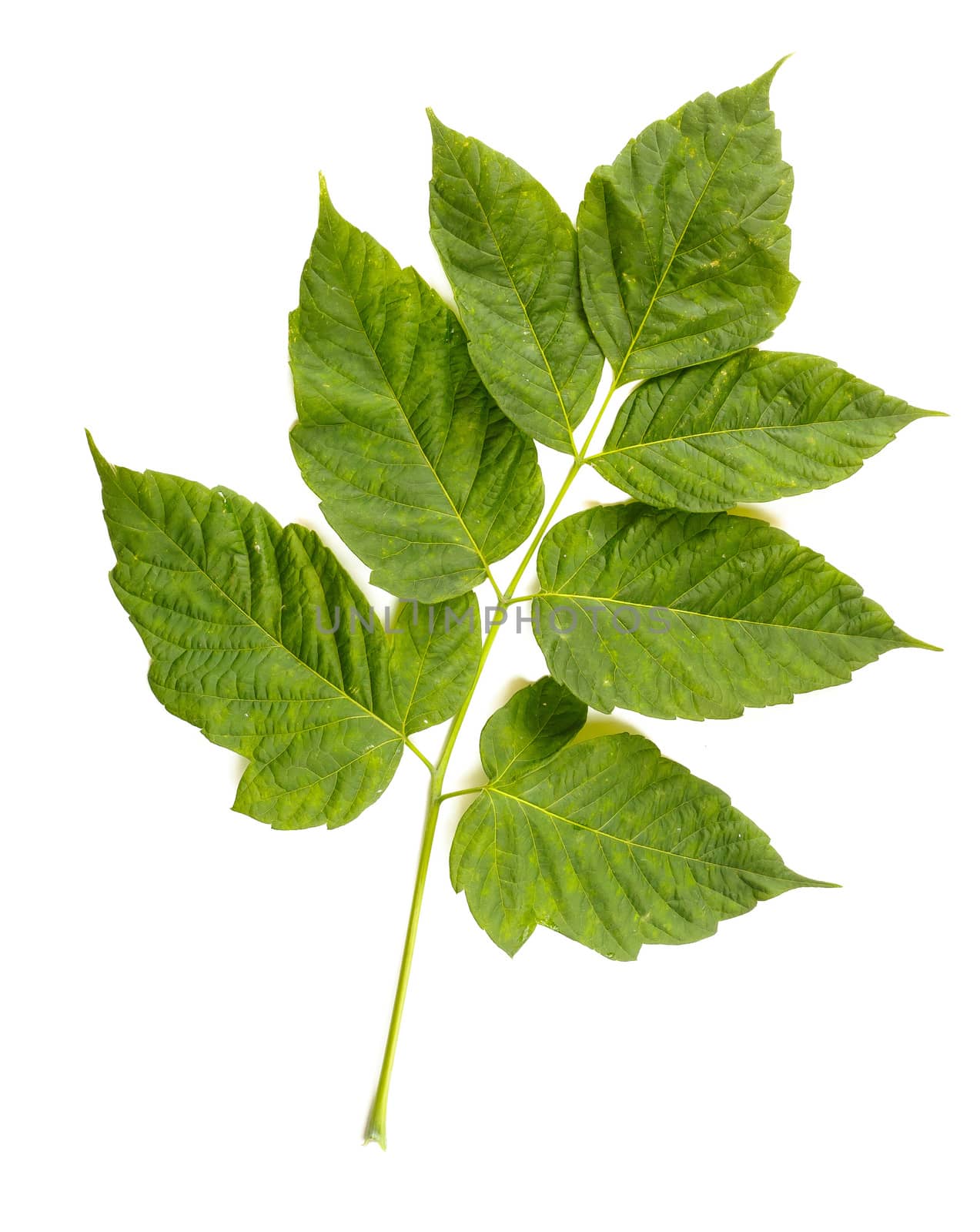 The Acer Negundo is a Green Maple tree cultivar. Here the leaves on white background