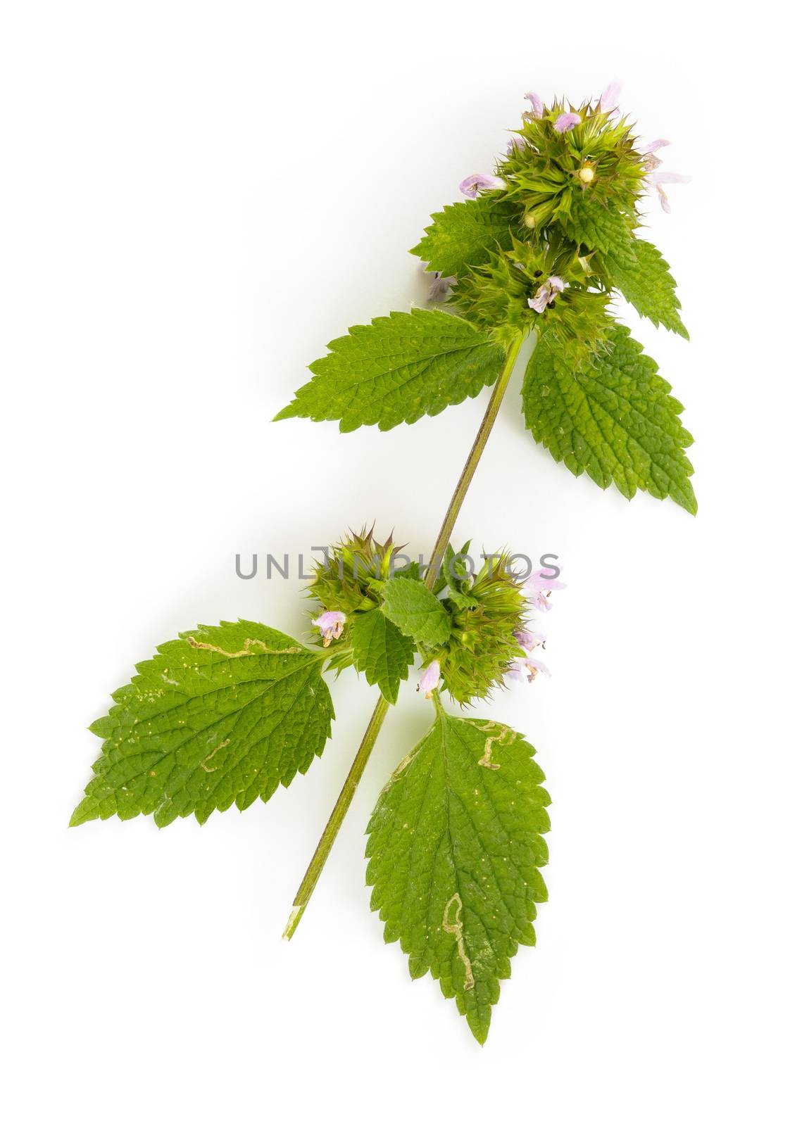 Green purple Deadnettle leaves with pink flowers on white background