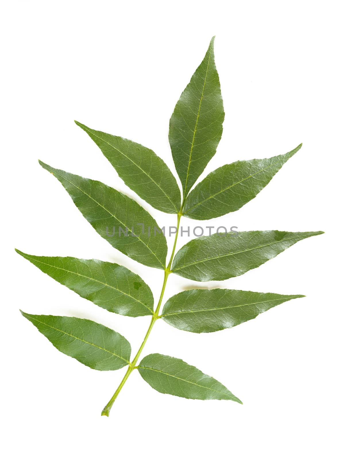 Green Ash tree Leave on white background