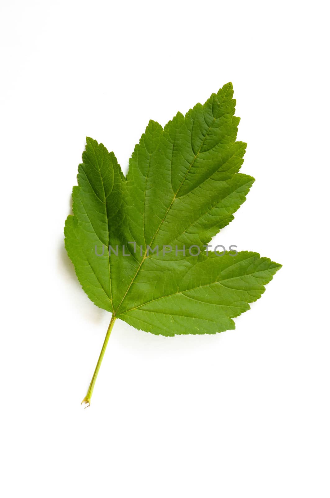 Green Viburnum leaf on white background