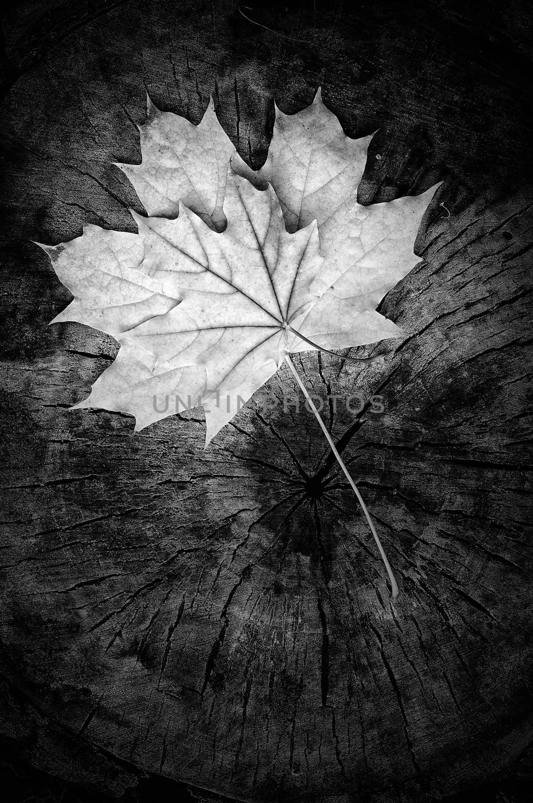 Green and orange maple leaf on a cut trunk, in the forest in autumn