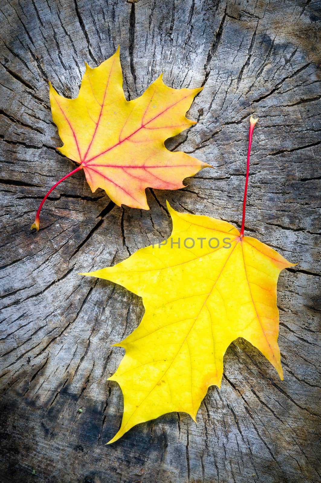 Red, orange and yellow maple leaf on a cut trunk, in the forest in autumn
