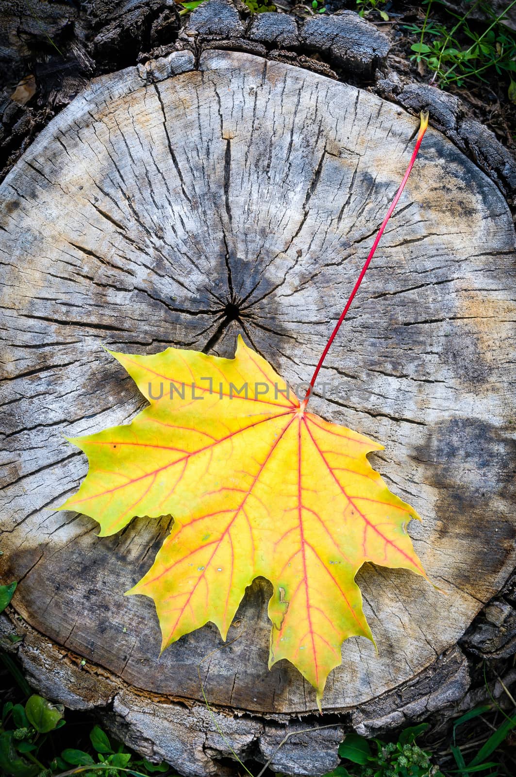 Red, orange and yellow maple leaf on a cut trunk, in the forest in autumn