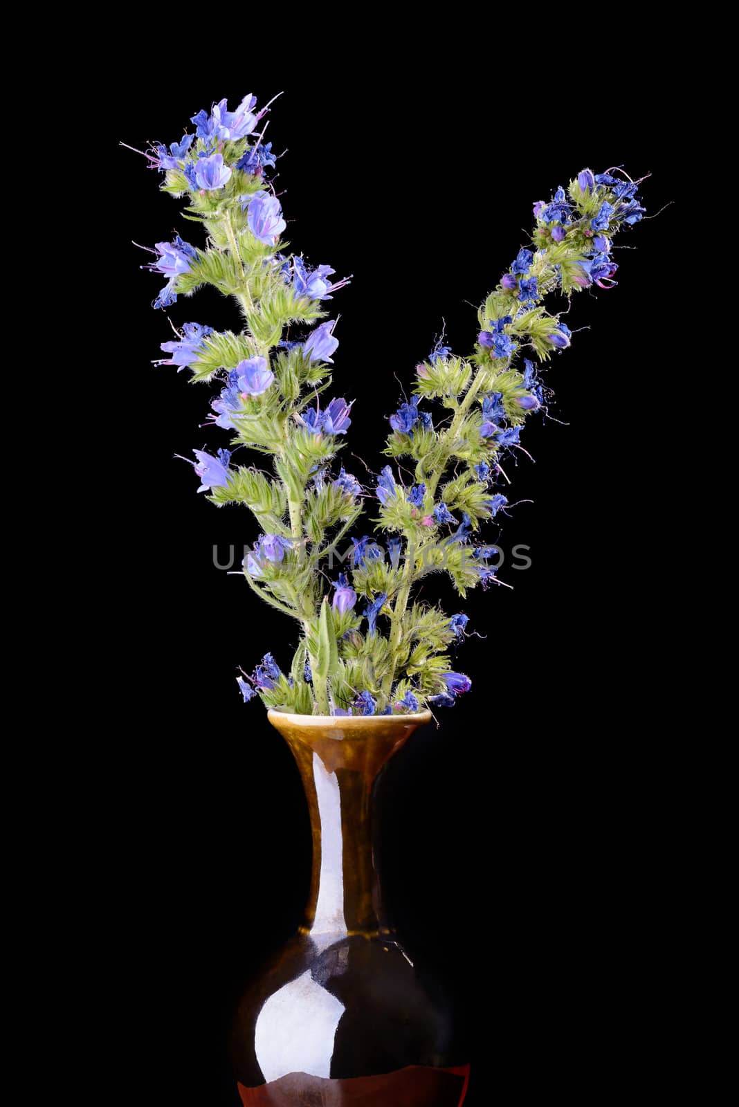 Blueweed flowers in a vase on isolated on black background