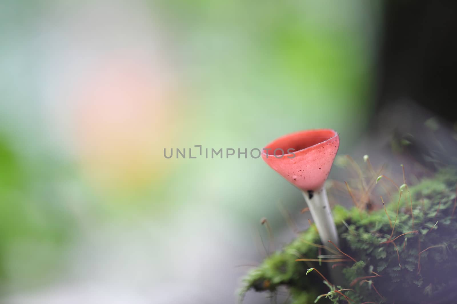 Cookeina sulcipes Fungi cup in close up