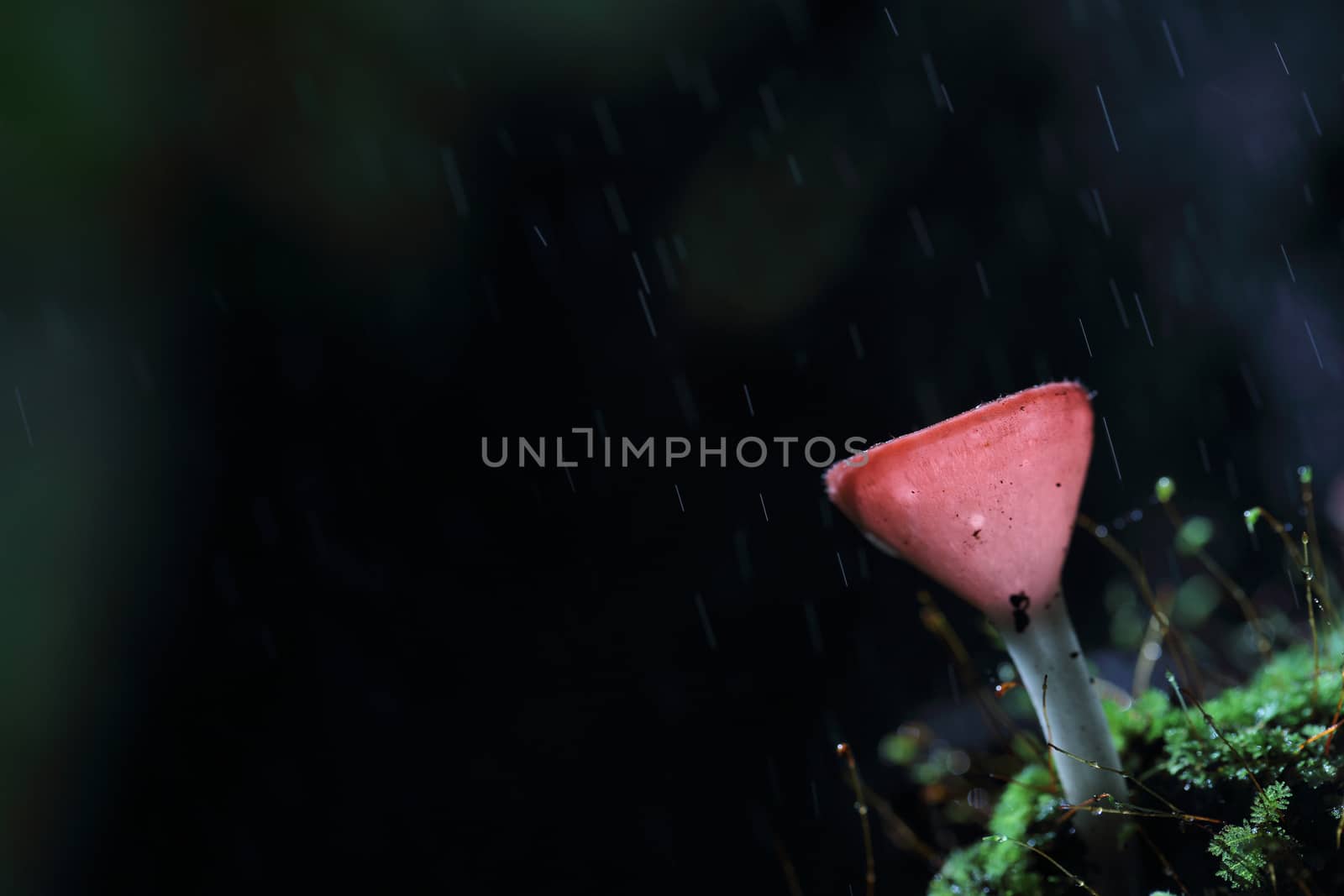 Cookeina sulcipes Fungi cup in close up