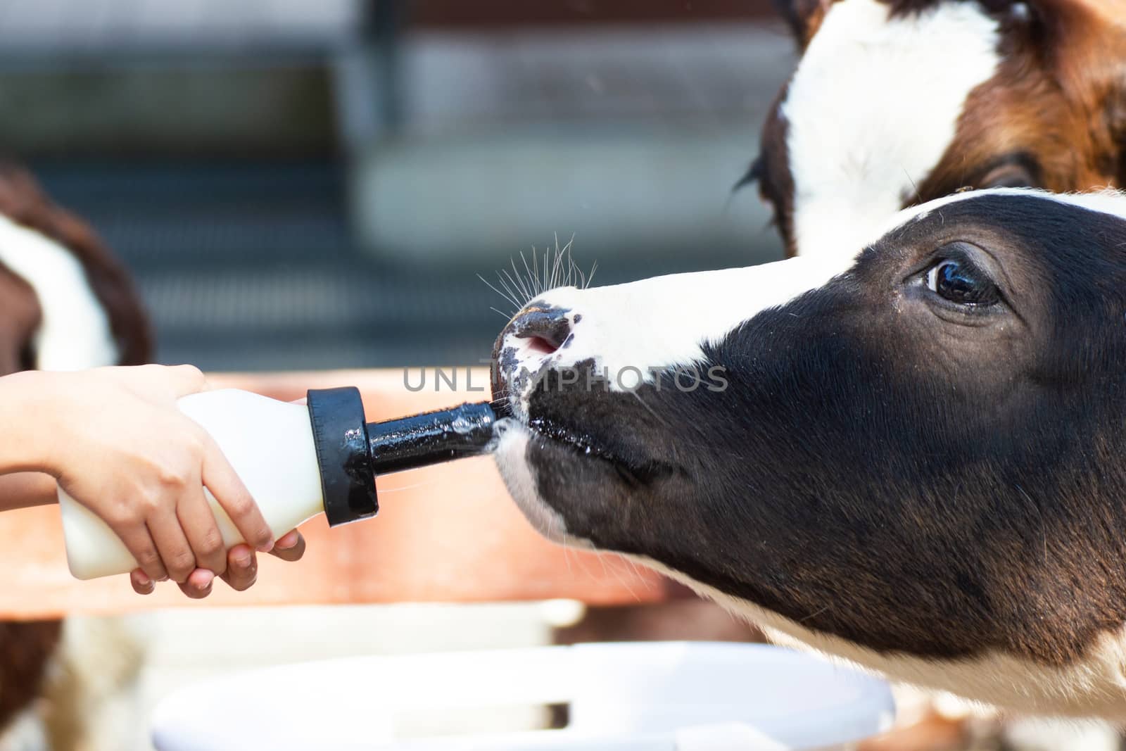 Closeup - Baby cow feeding on milk bottle by hand child in Thailand rearing farm.