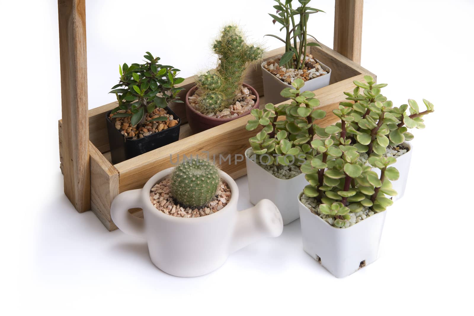 Various of small cactus in difference jardiniere on white background.