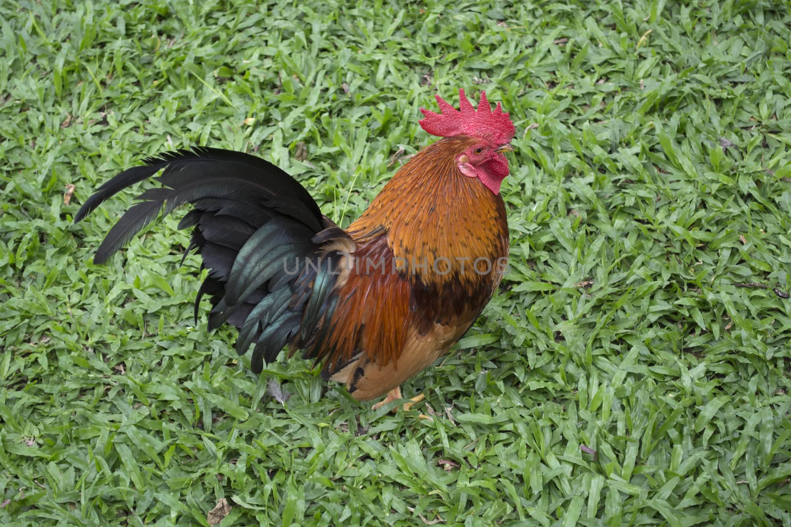 Colourful chicken standing on green grass. by pandpstock_002