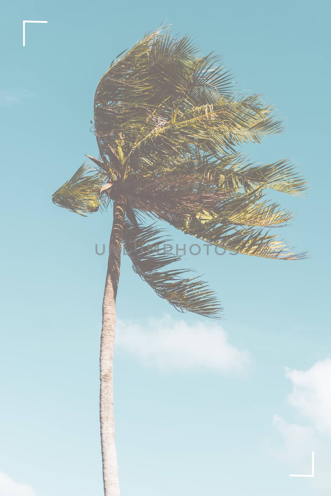 Tropical palm coconut trees on sunset sky flare and bokeh nature background.