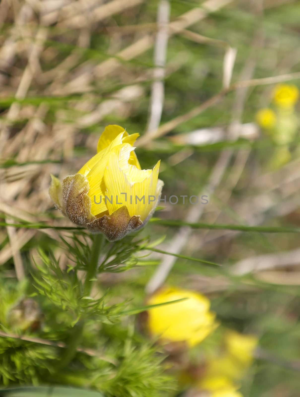 Blossom yellow flower on the field, shallow DOF