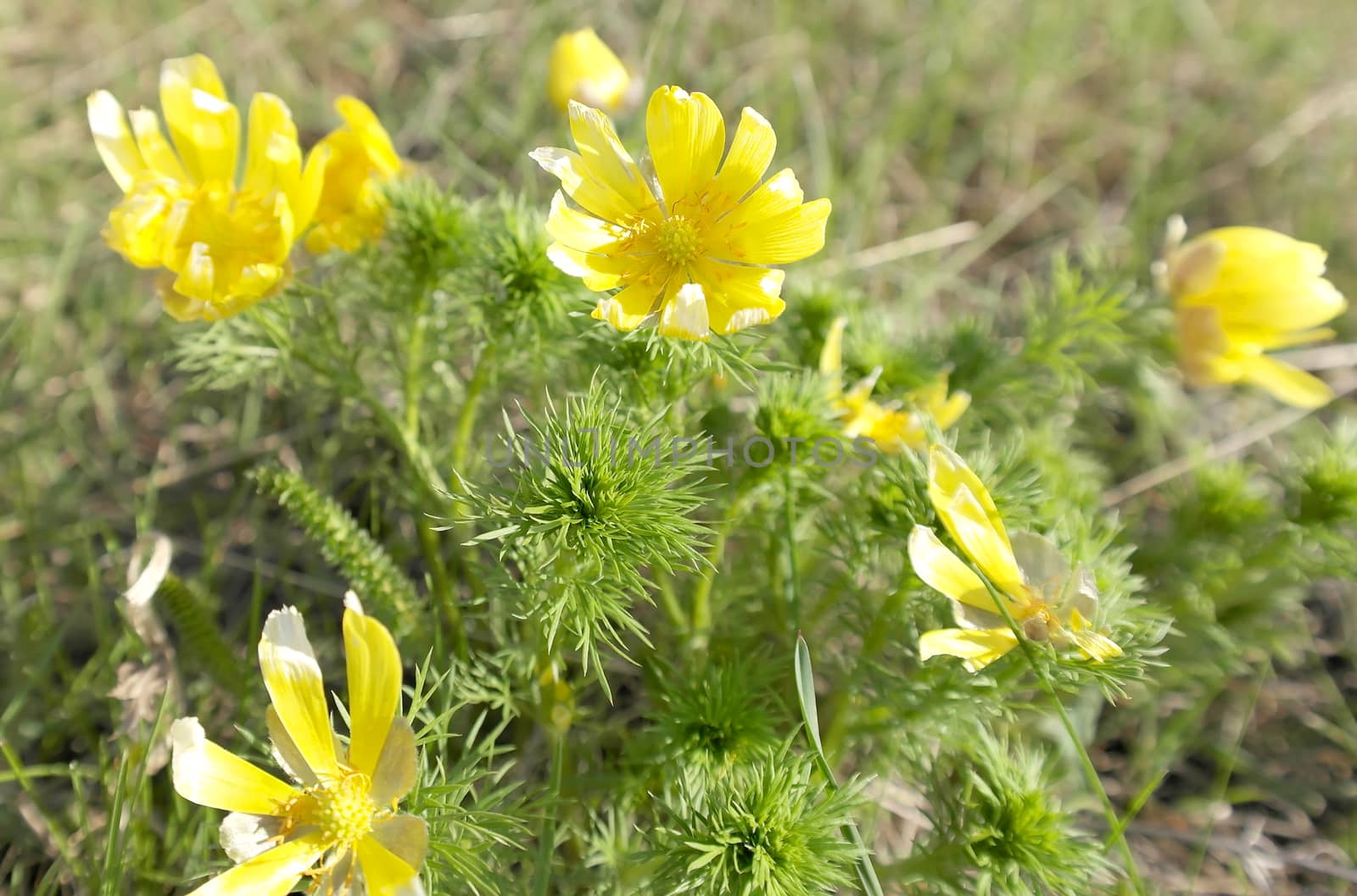 Blossom yellow flower on the field by sergpet