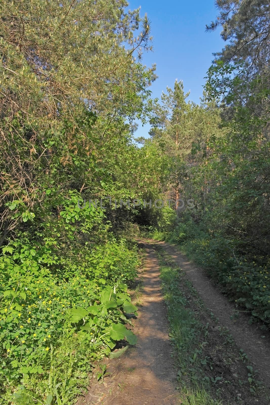 Summer landscape with way in forest