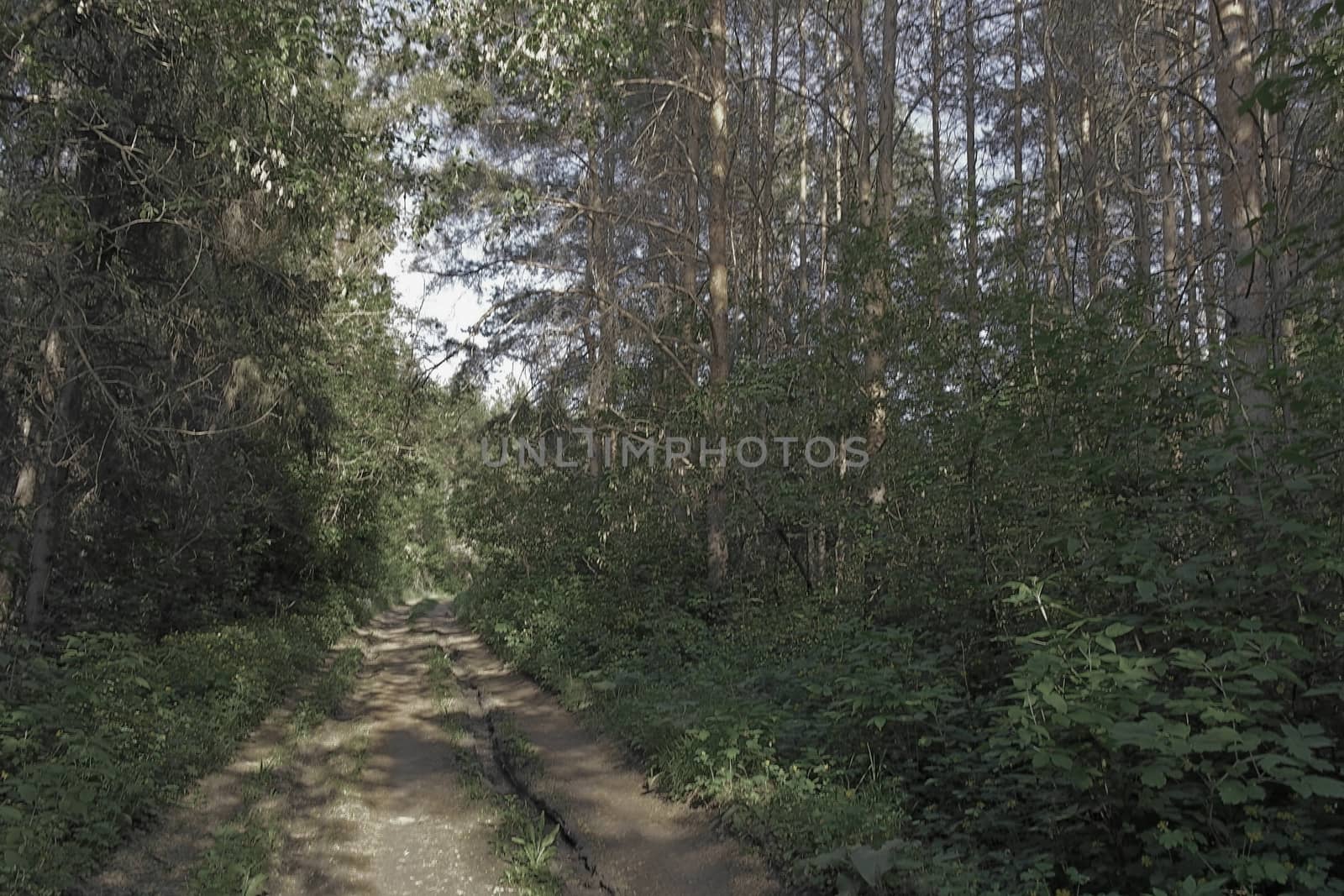 Summer landscape in forest by sergpet