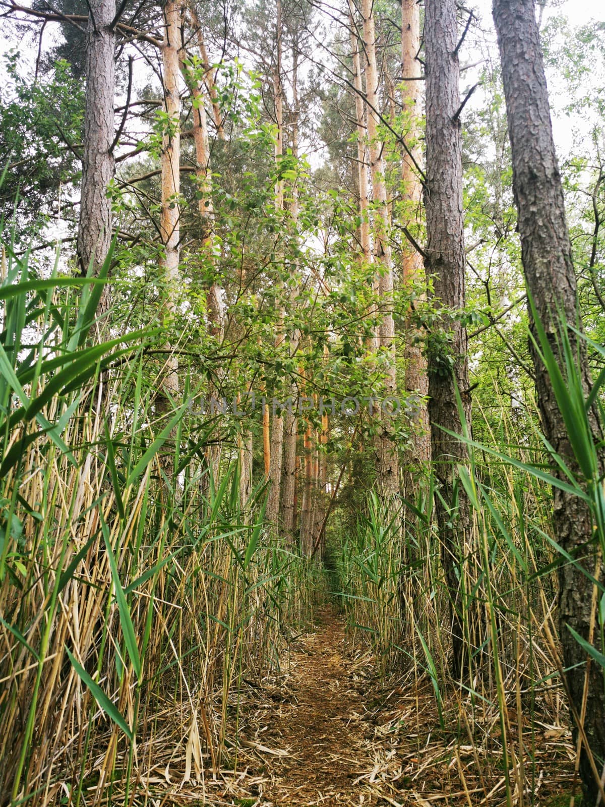 Fantastic forest paths through the nature reserve Pfrunger-Burgweiler Ried, Upper Swabia, Germany