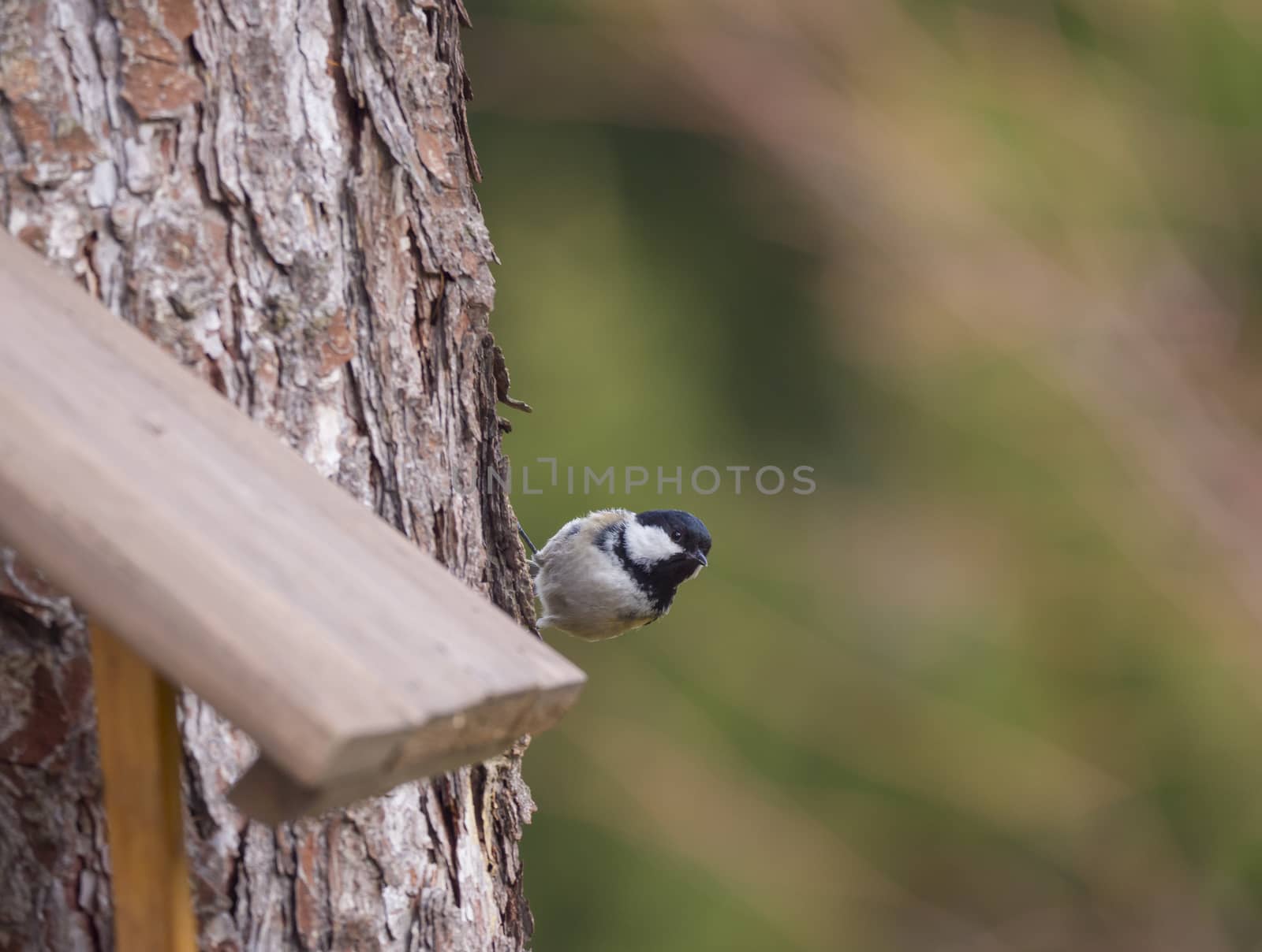 Close up coal tit or cole tit, Periparus ater bird perched on the bird feeder table with sunflower seed. Bird feeding concept. Selective focus. by Henkeova